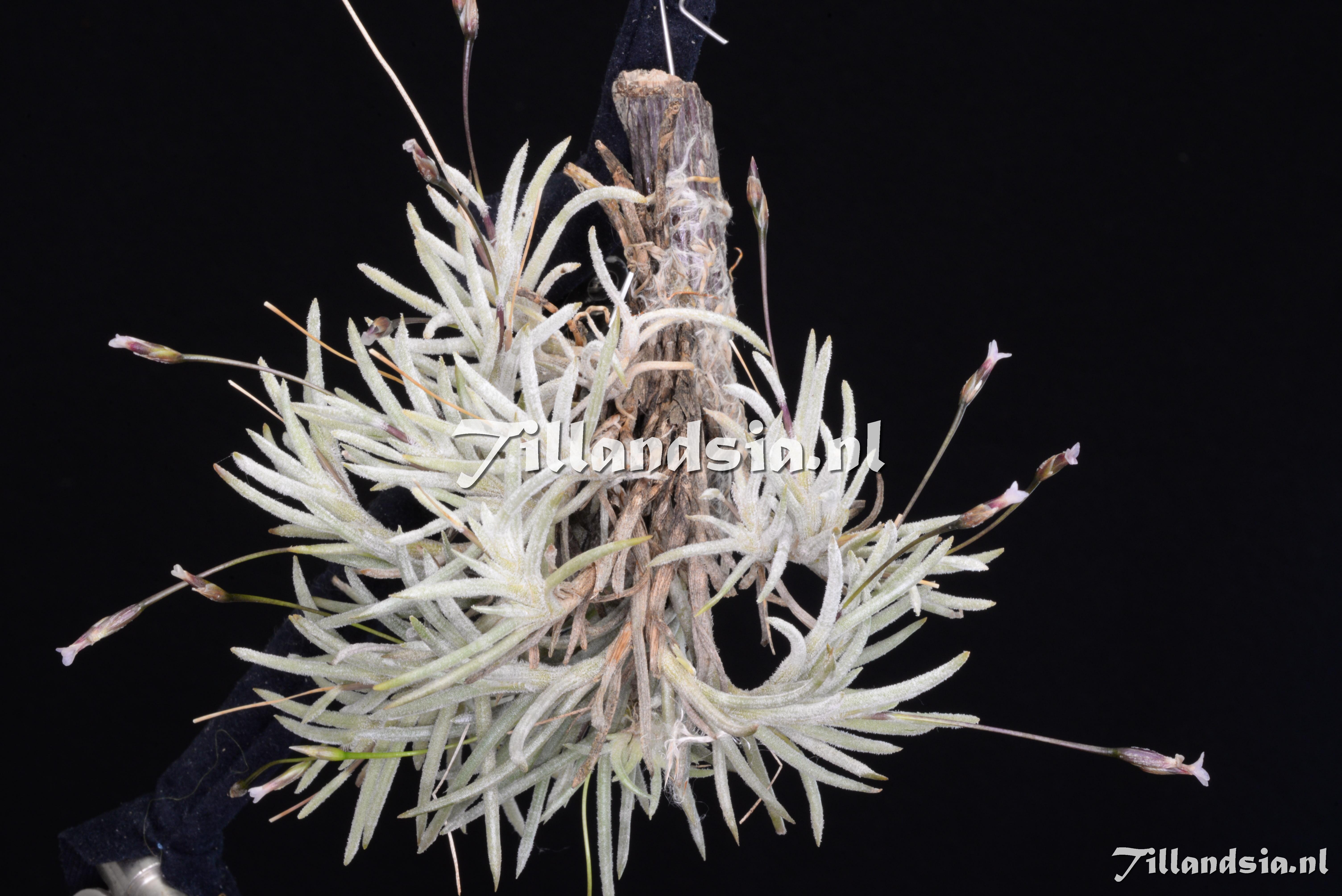 3525 Tillandsia capillaris 