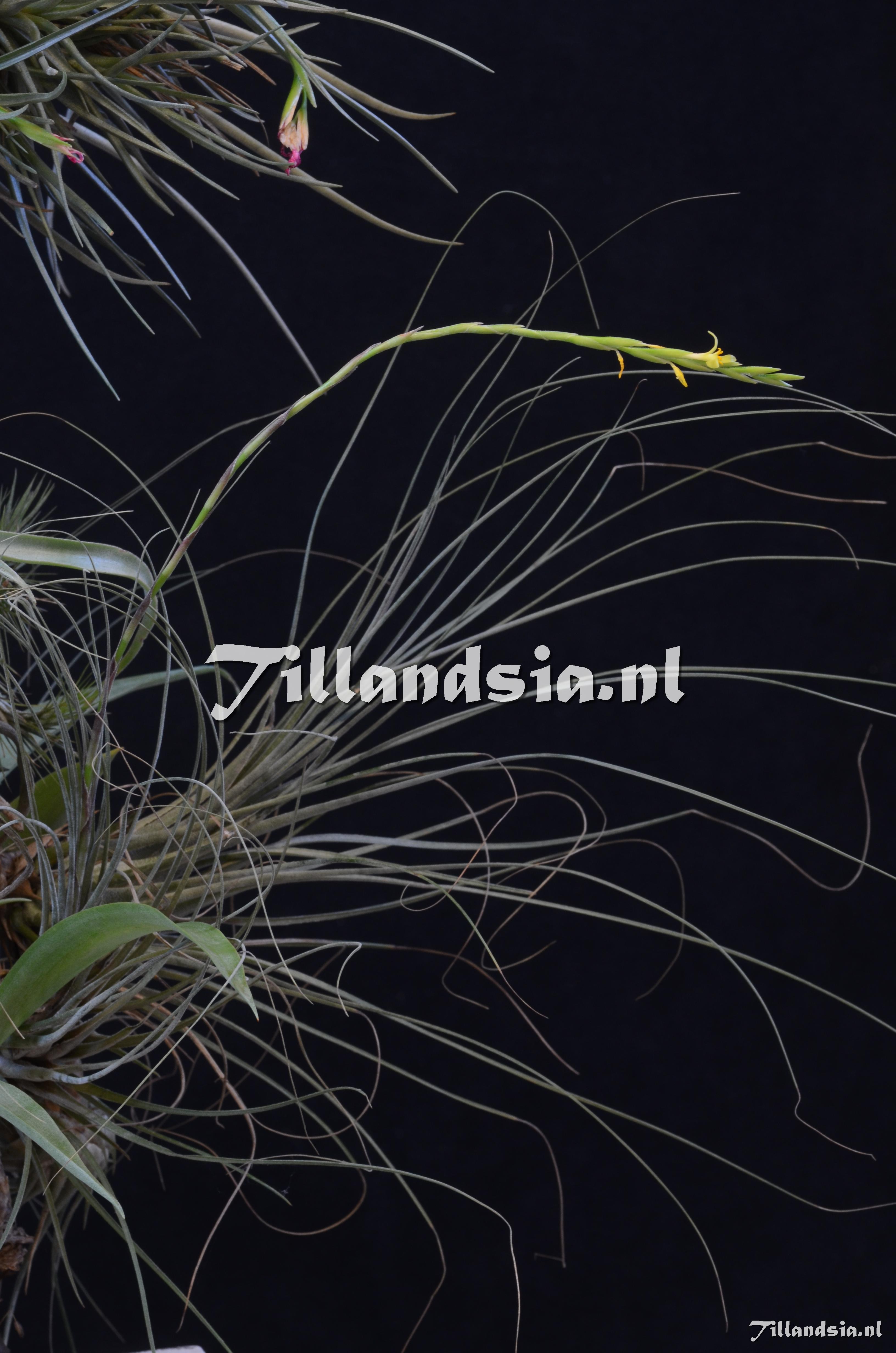 353 Tillandsia disticha