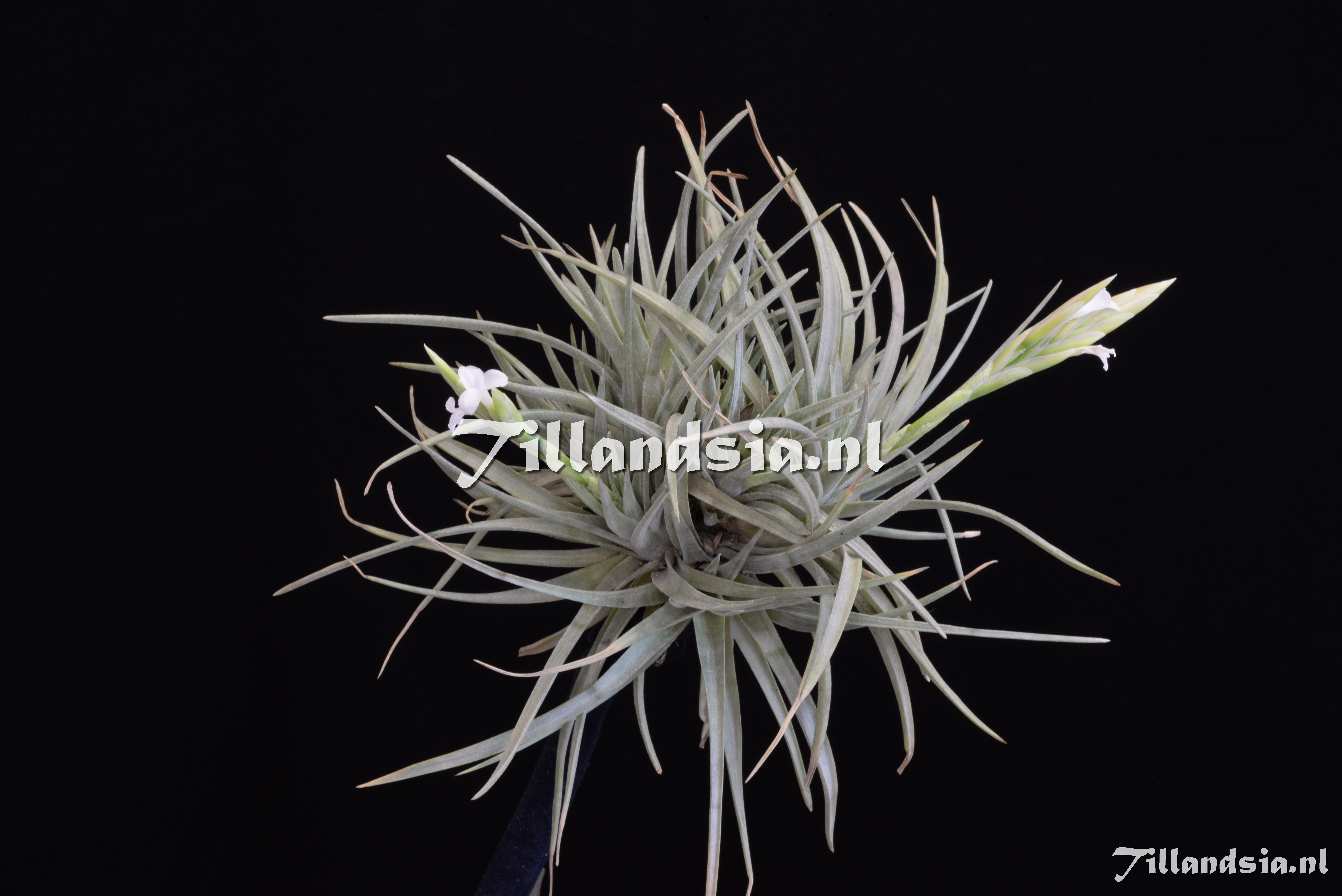 3546 Tillandsia rosacea