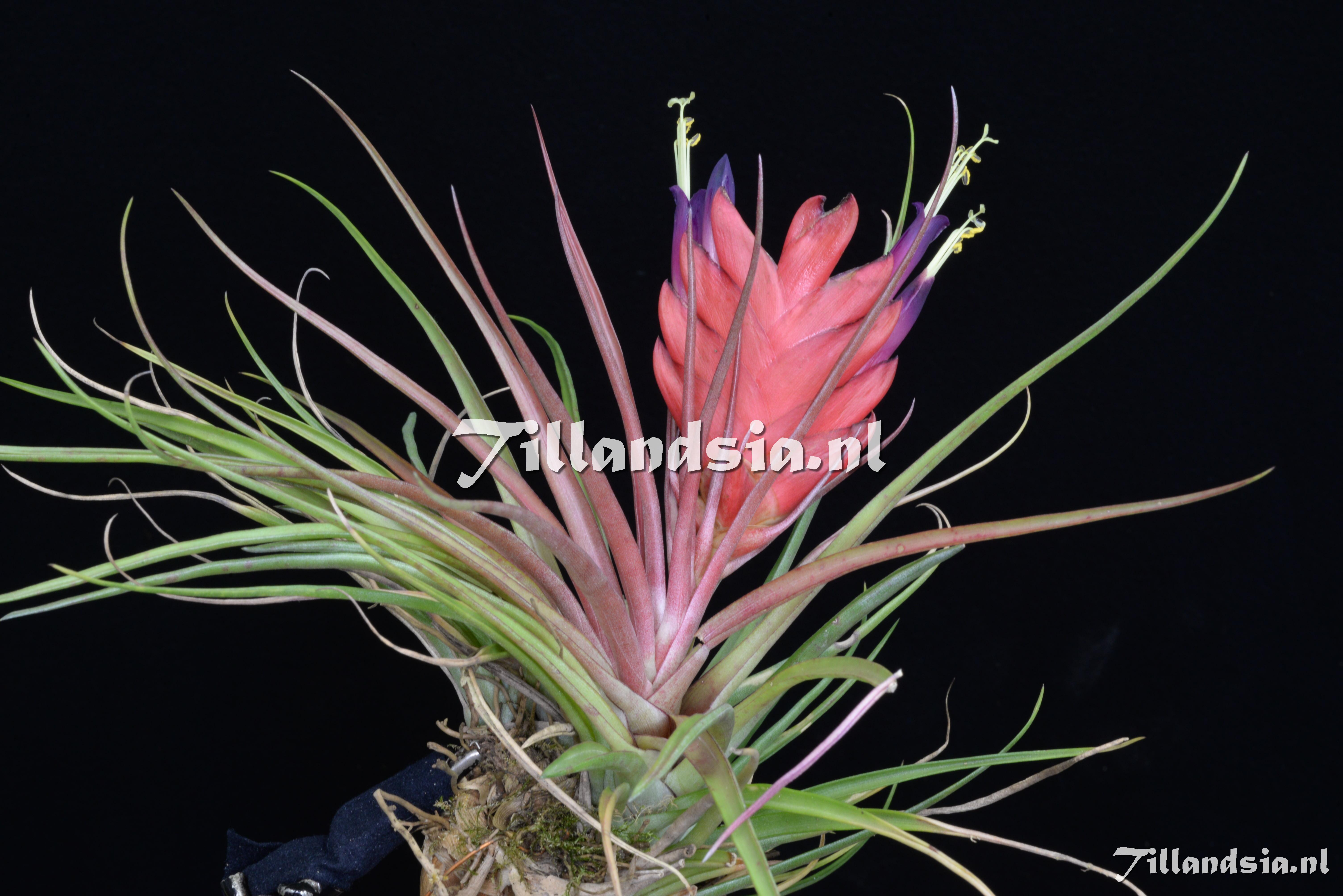 3560 Tillandsia kegeliana