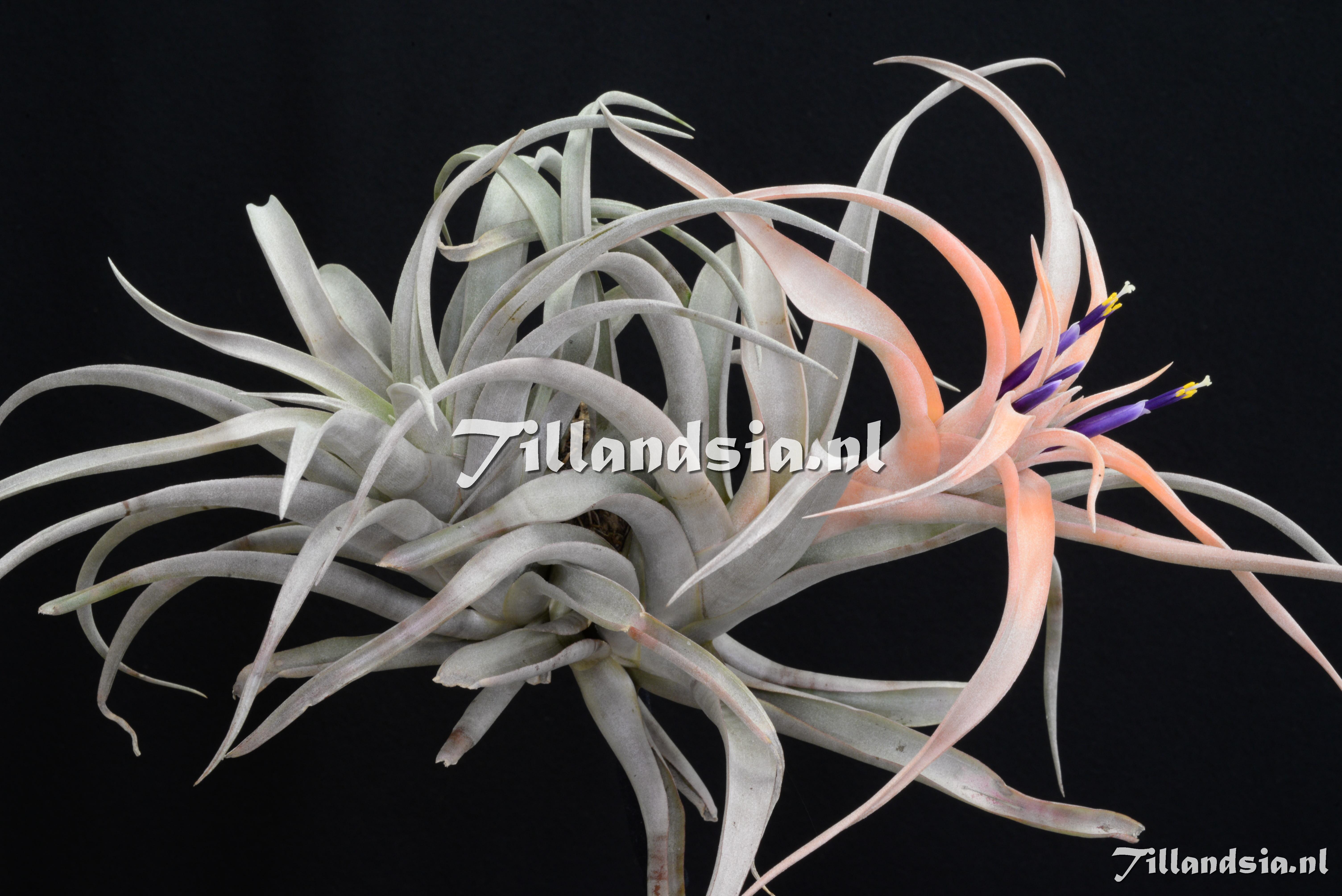 3573 Tillandsia aff. capitata (rhodocephala)