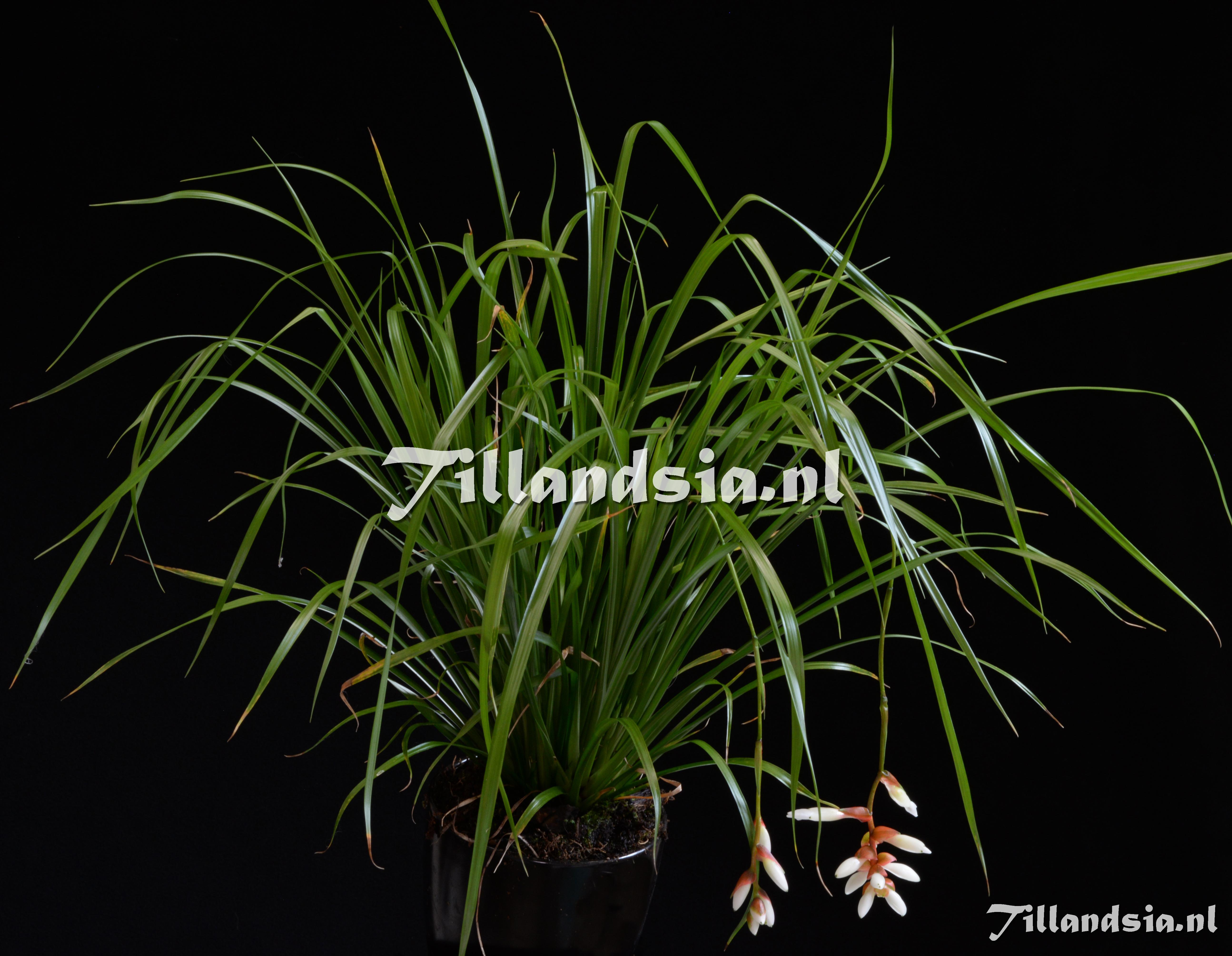 3583 Guzmania filicaulis