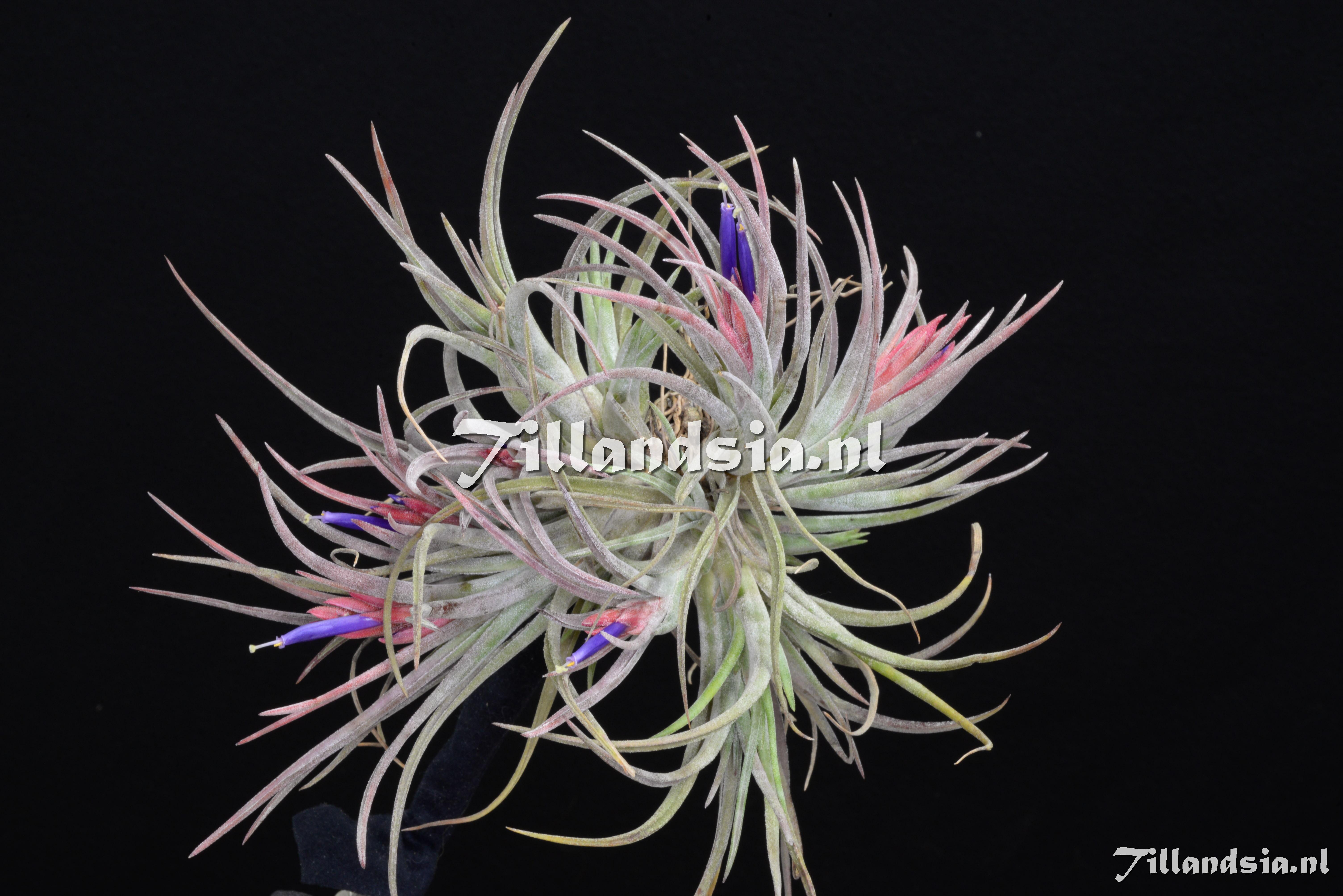 3590 Tillandsia ionantha x paucifolia