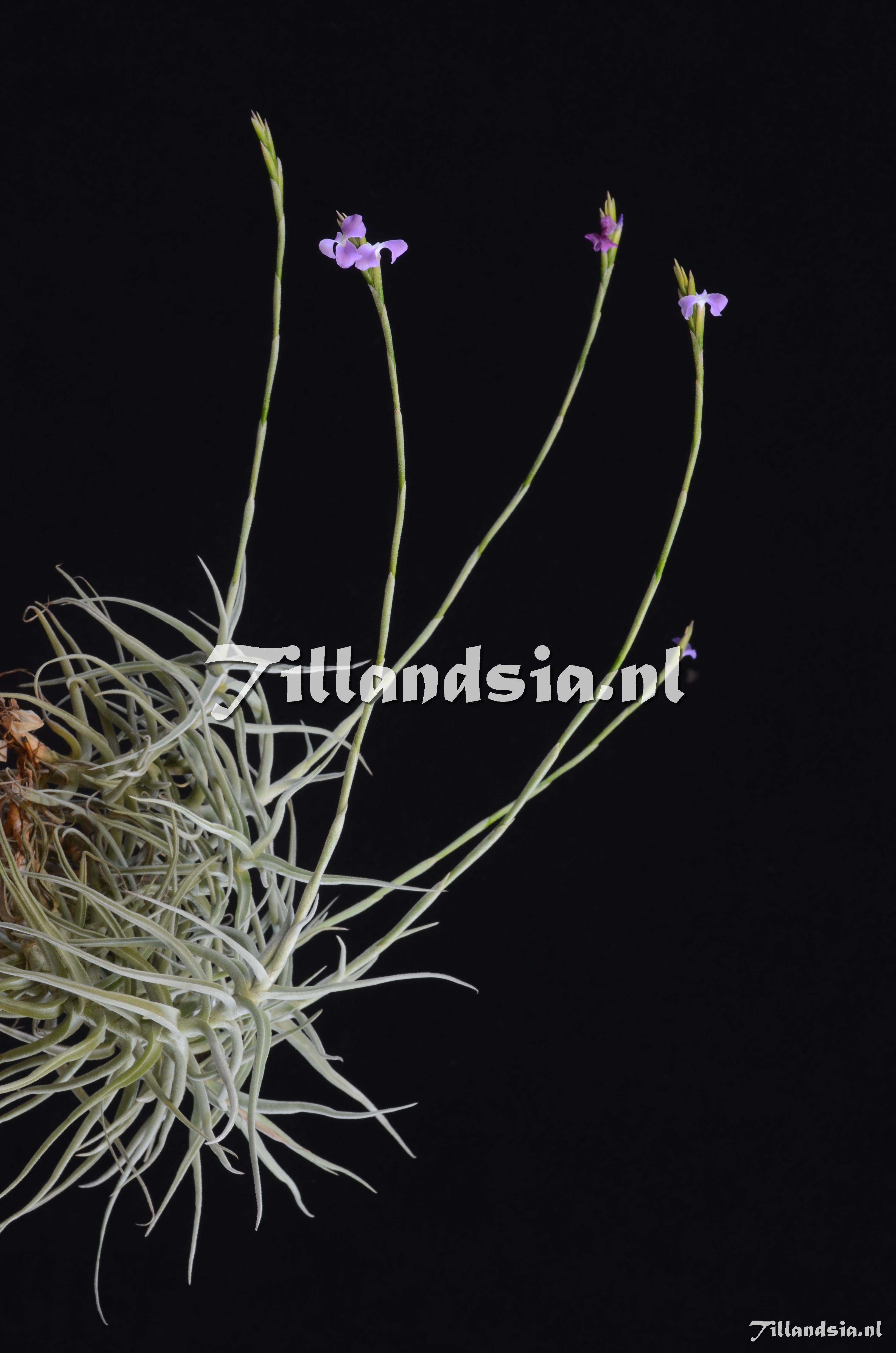 365 Tillandsia jequiensis