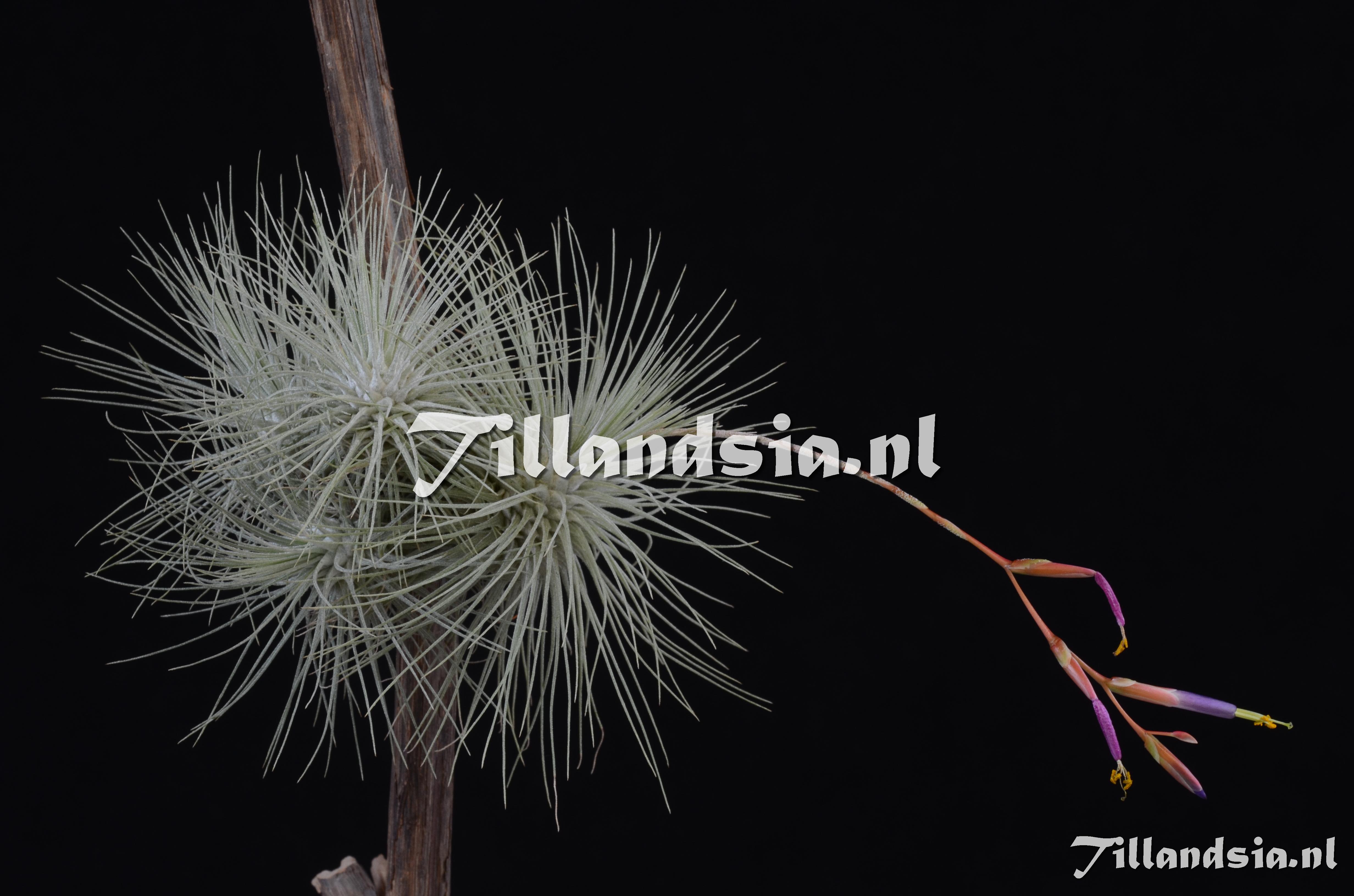 383 Tillandsia fuchsii