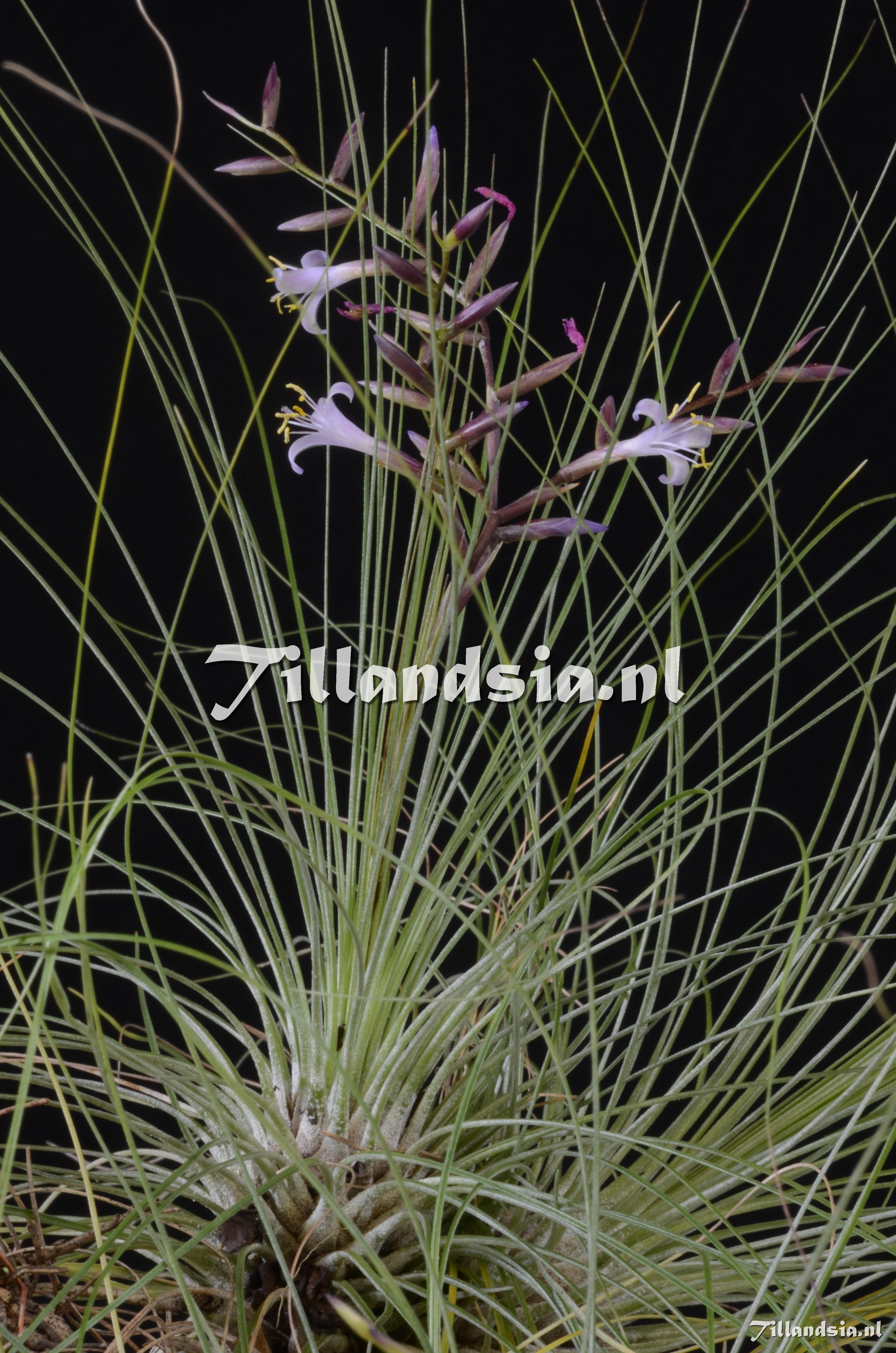 399 Tillandsia filifolia