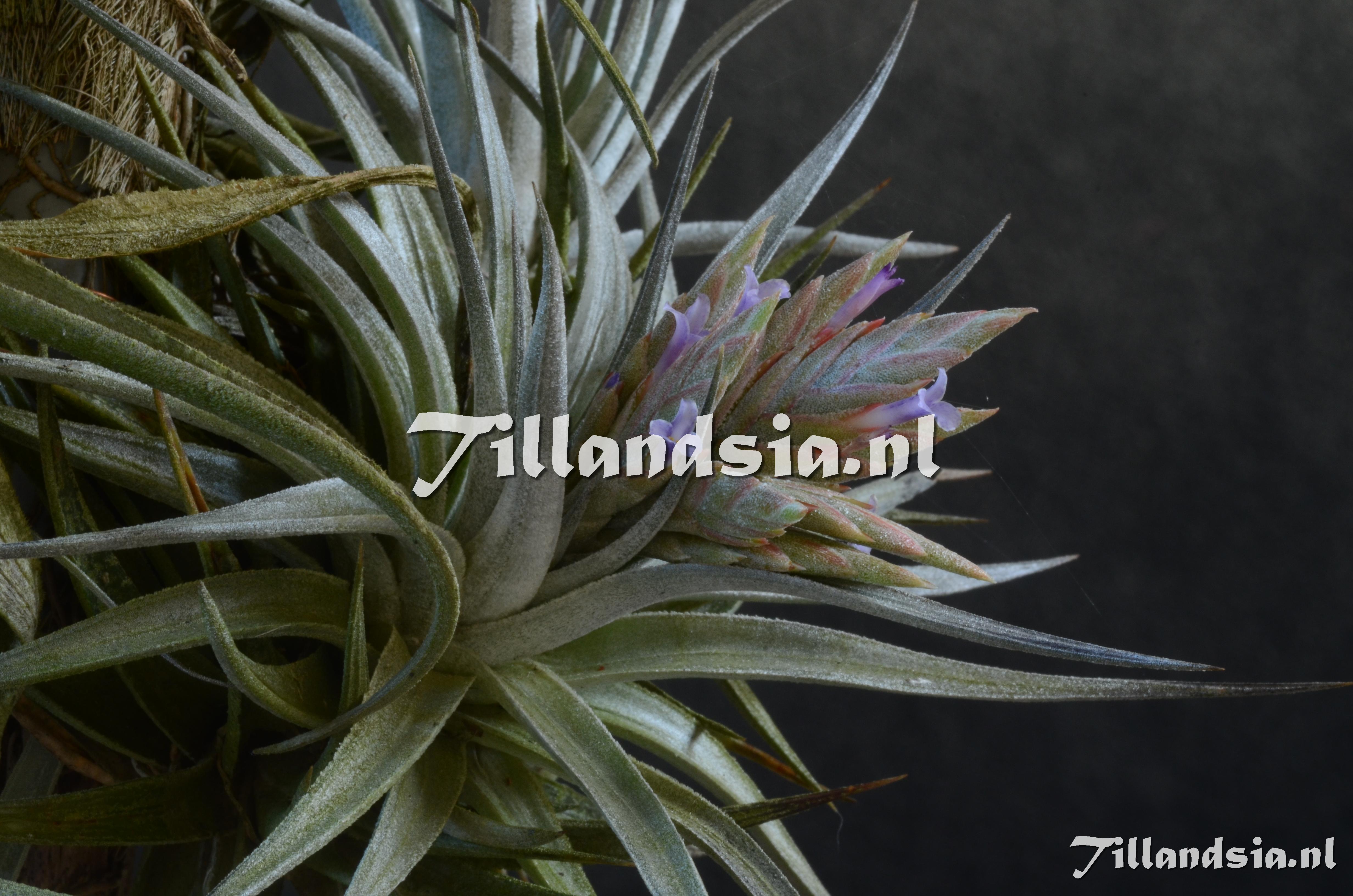 4 Tillandsia comarapaensis