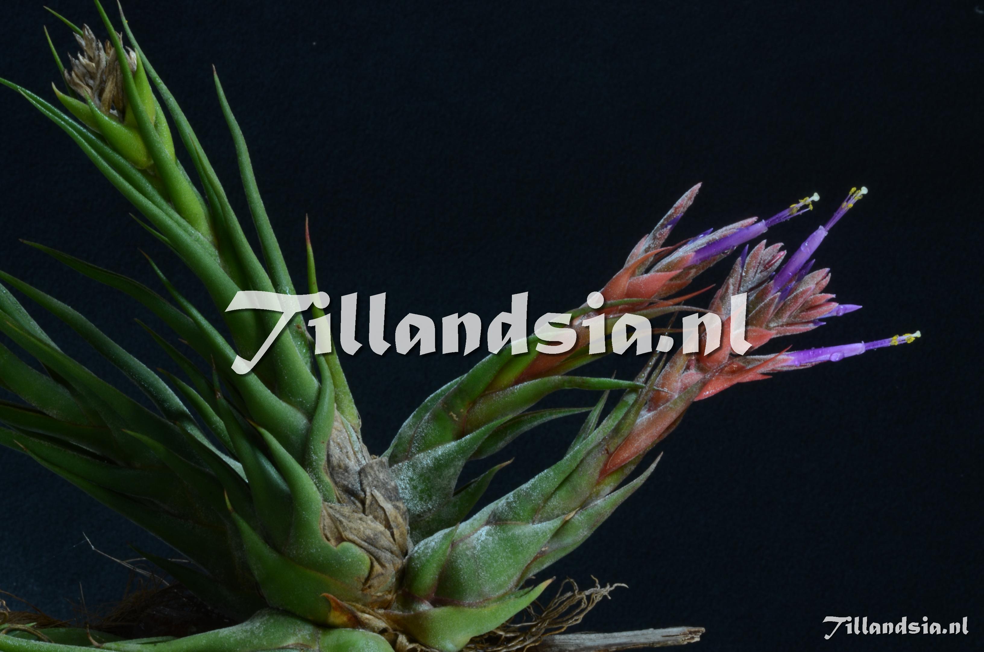 404 Tillandsia selleriana