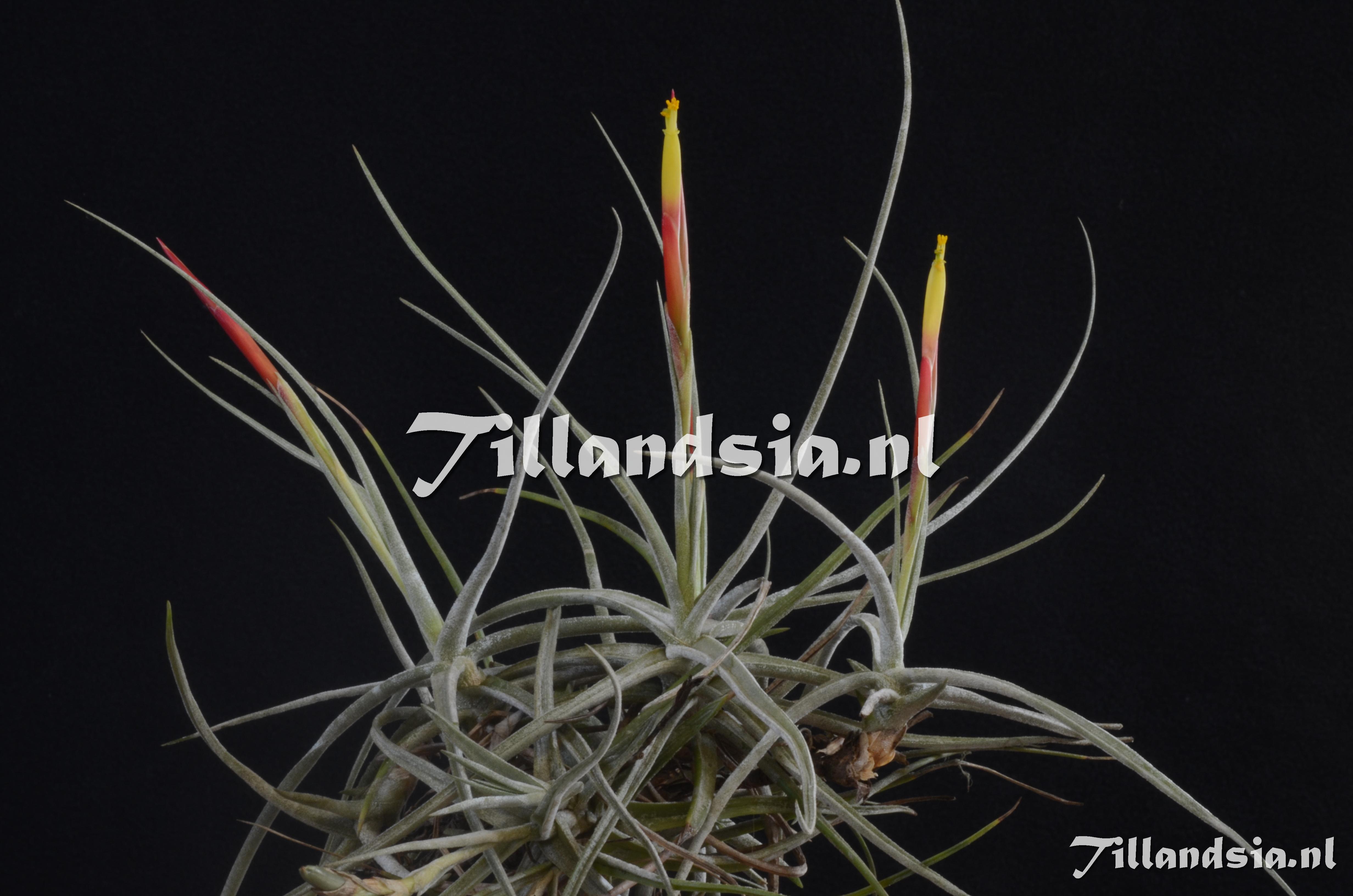 413 Tillandsia schiedeana