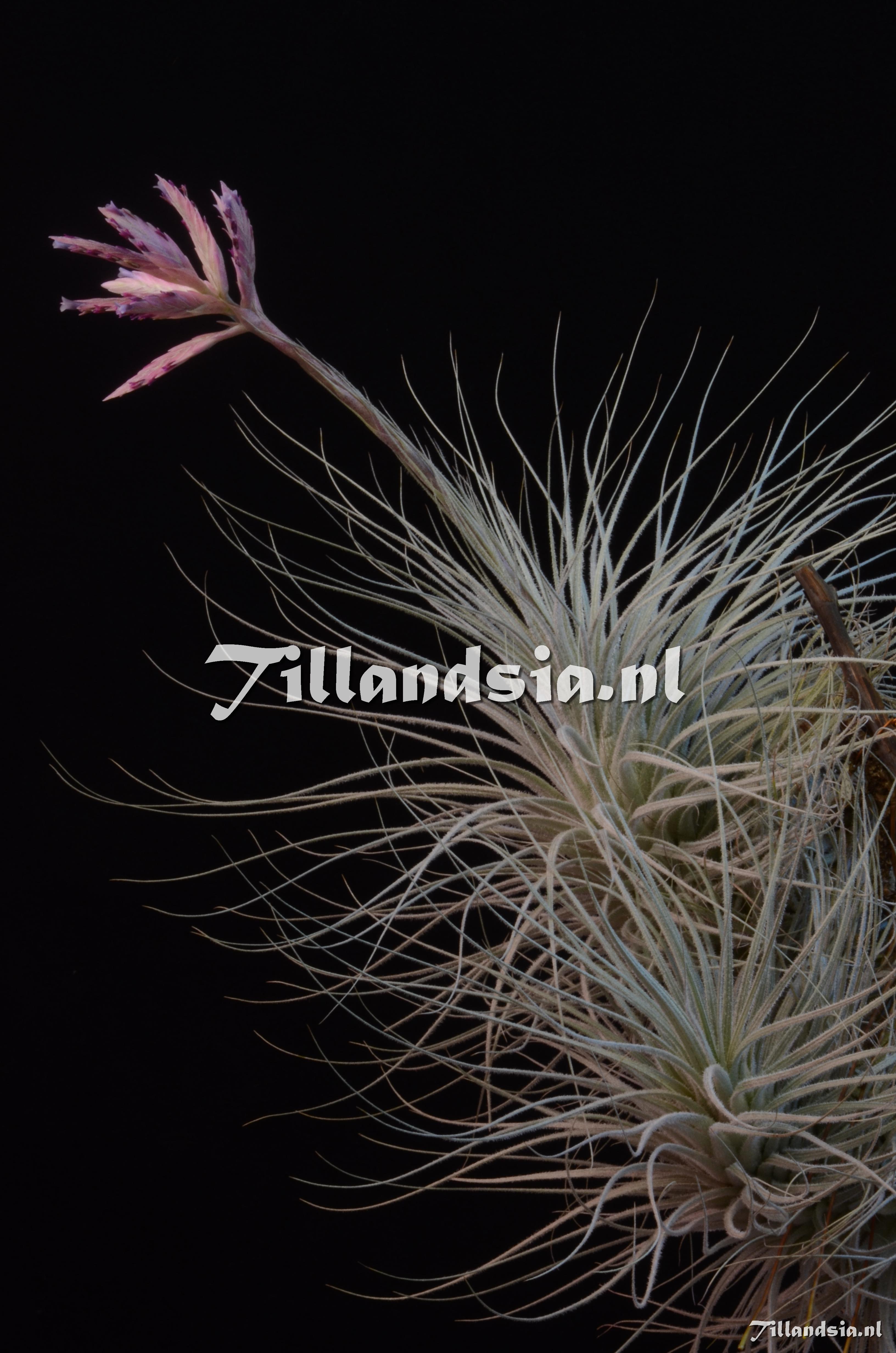 429 Tillandsia tectorum