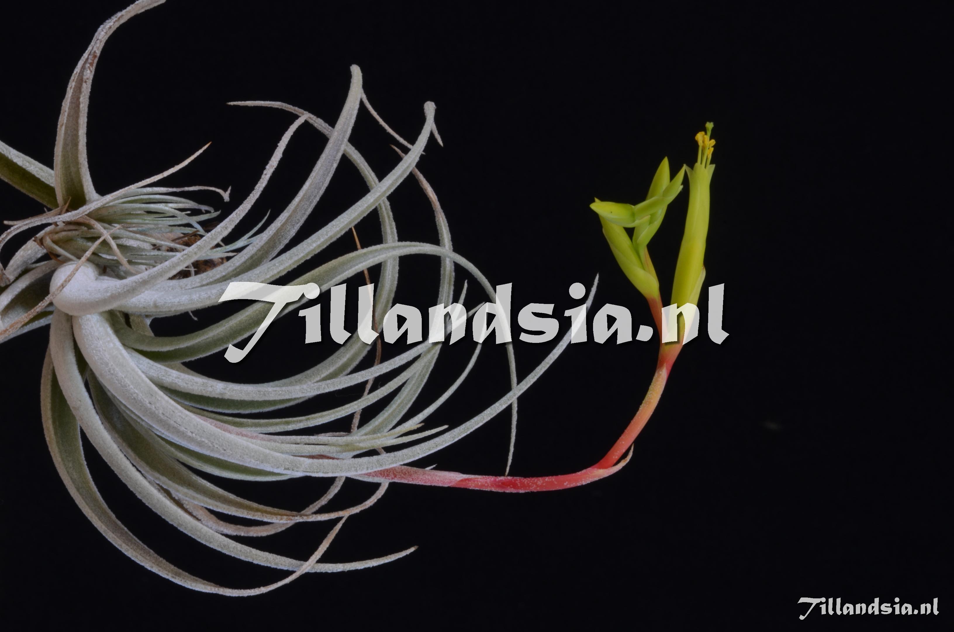 437 Tillandsia fresnilloensis