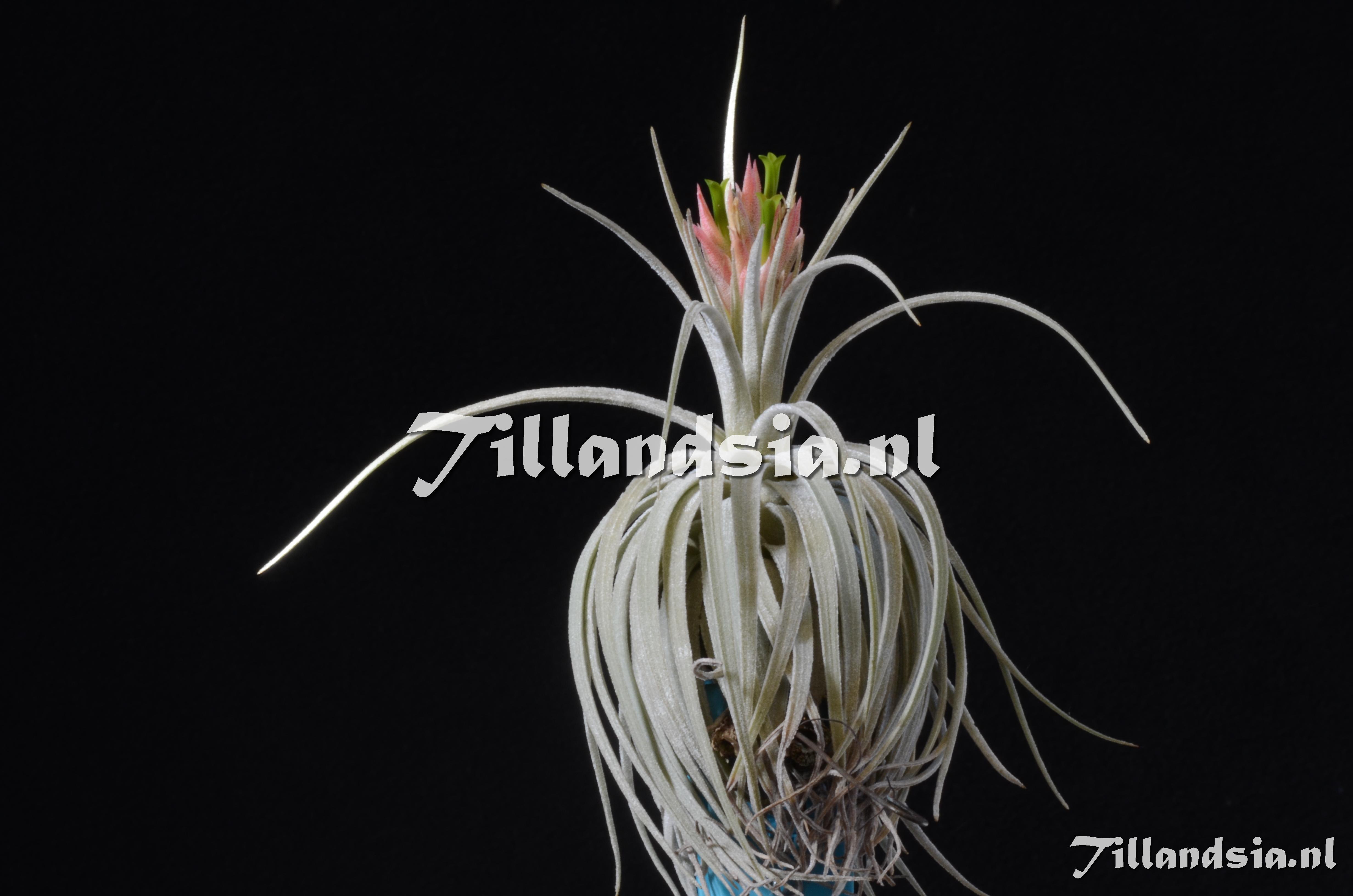 442 Tillandsia mauryana