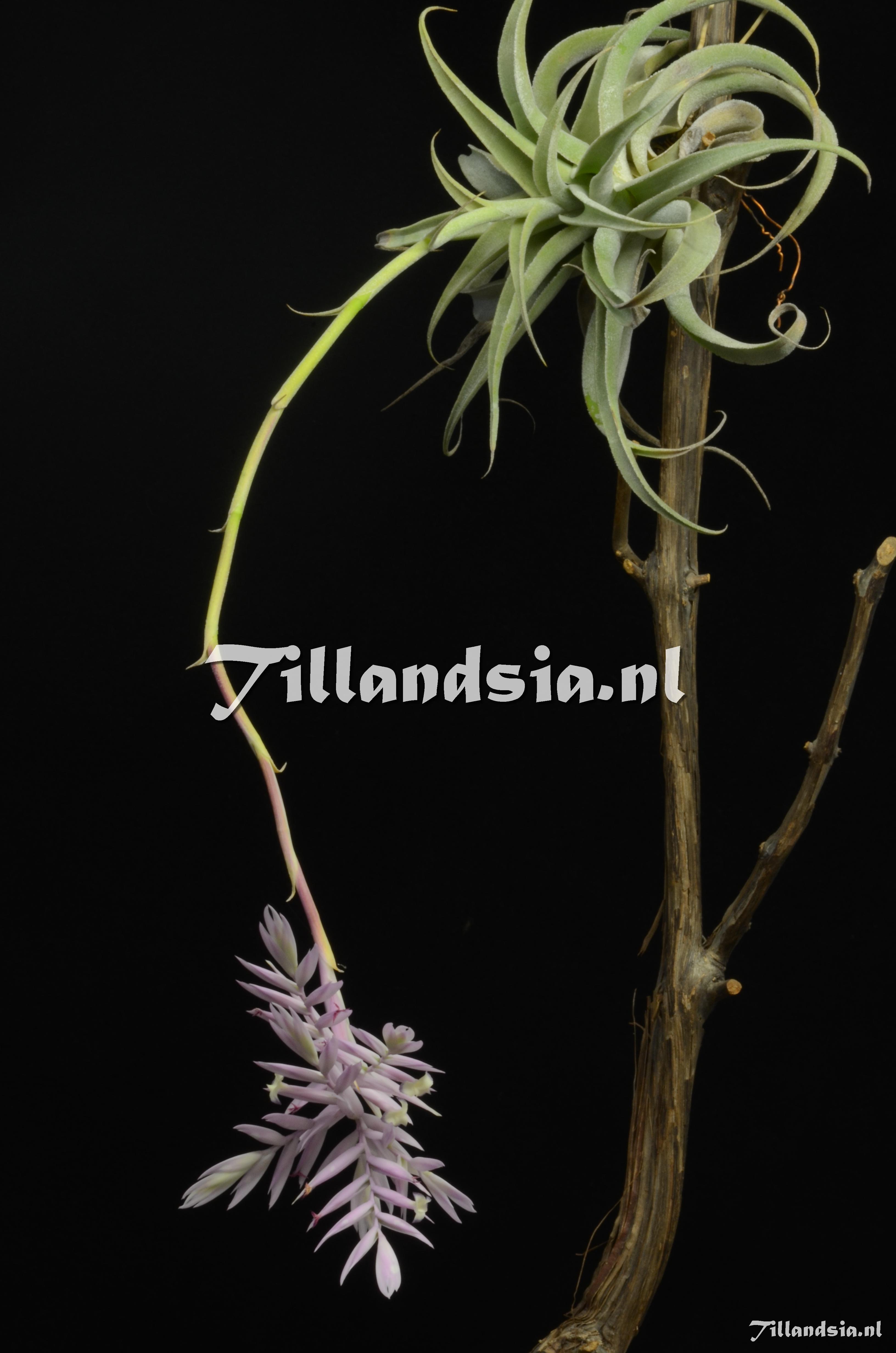 447 Tillandsia cf. cacticola