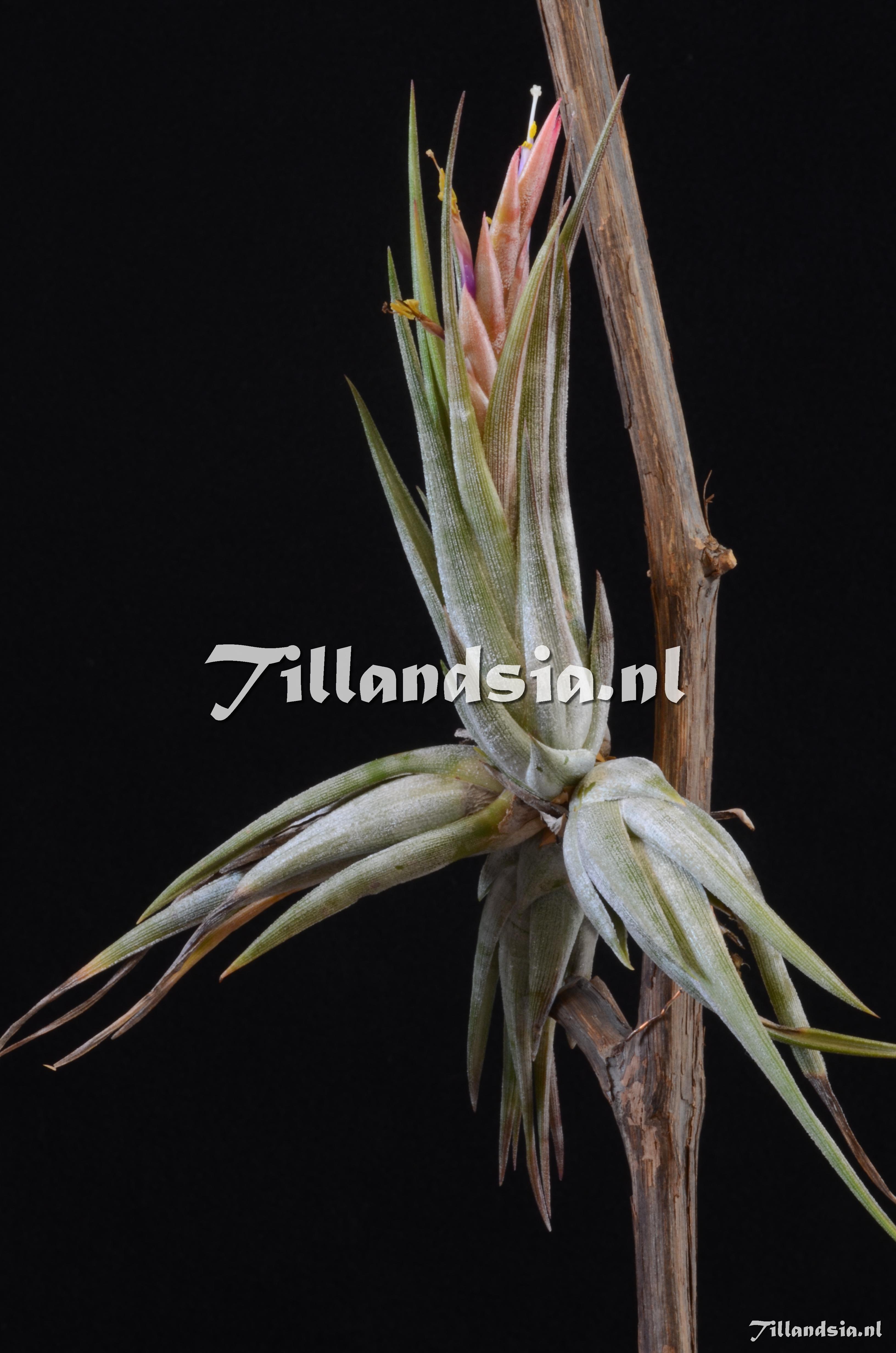 449 Tillandsia circinnatoides