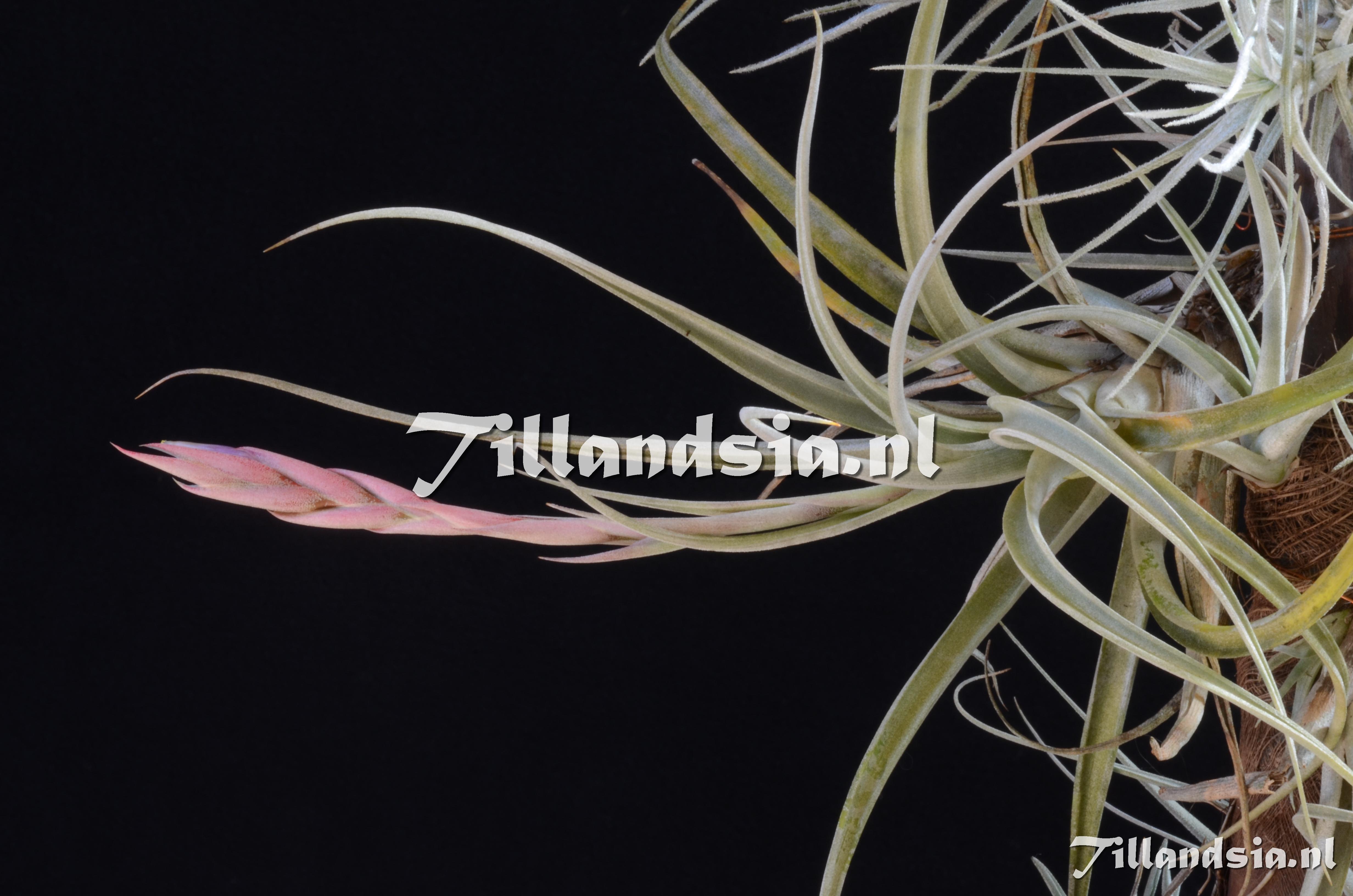 453 Tillandsia elizabethiae