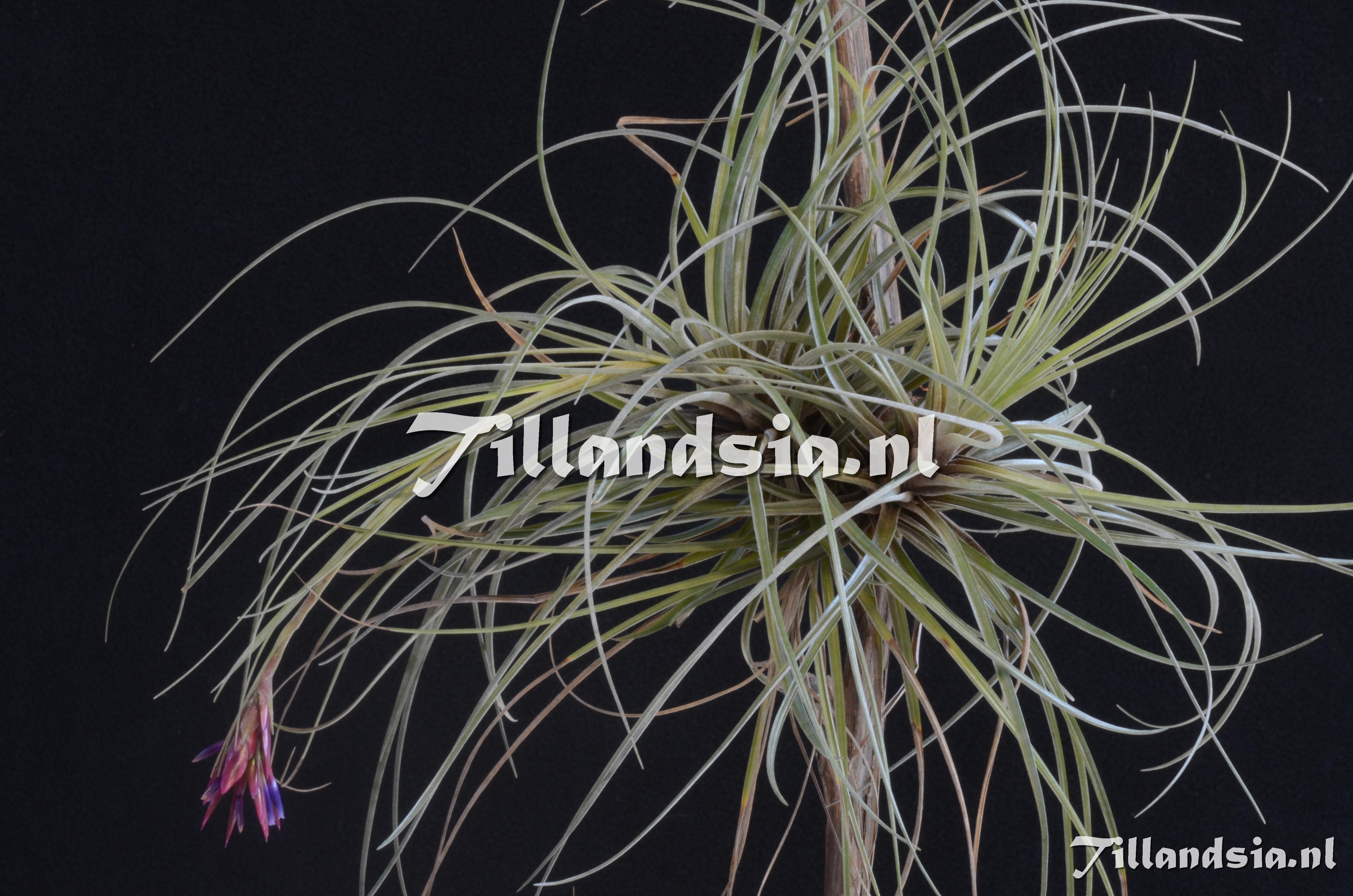 455 Tillandsia floribunda