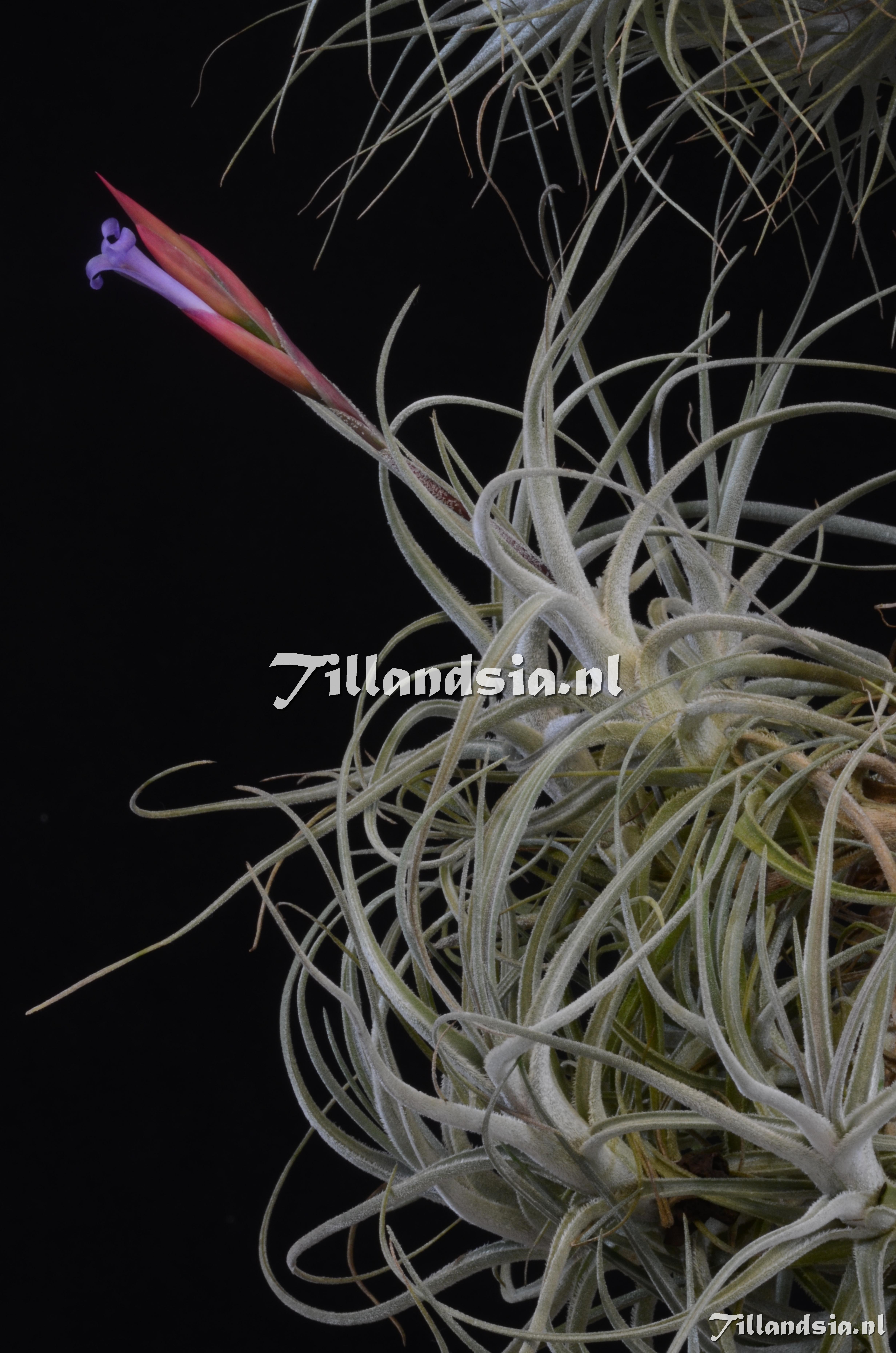 460 Tillandsia cf. cardenasii smalll form