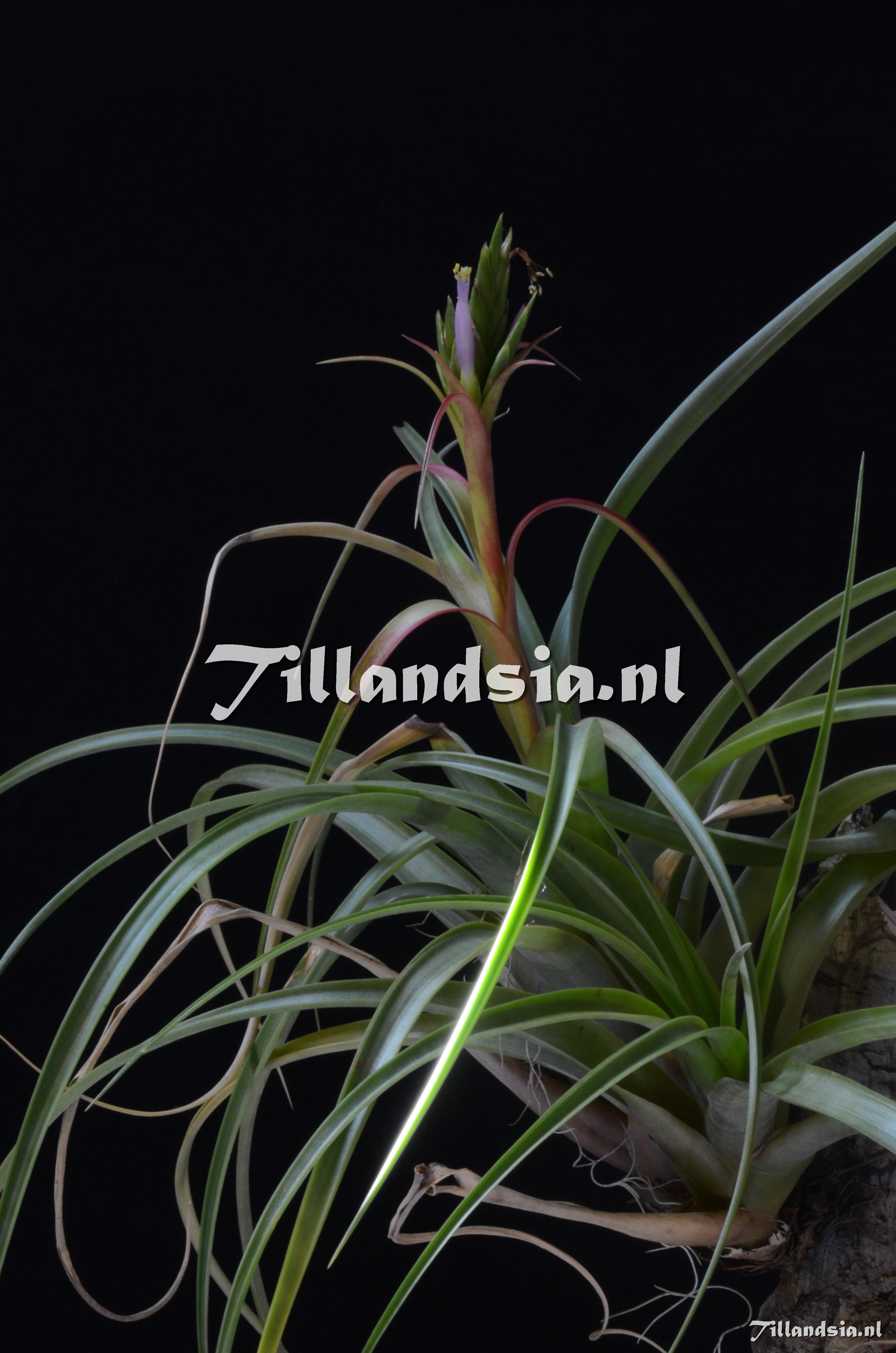 463 Tillandsia belloensis