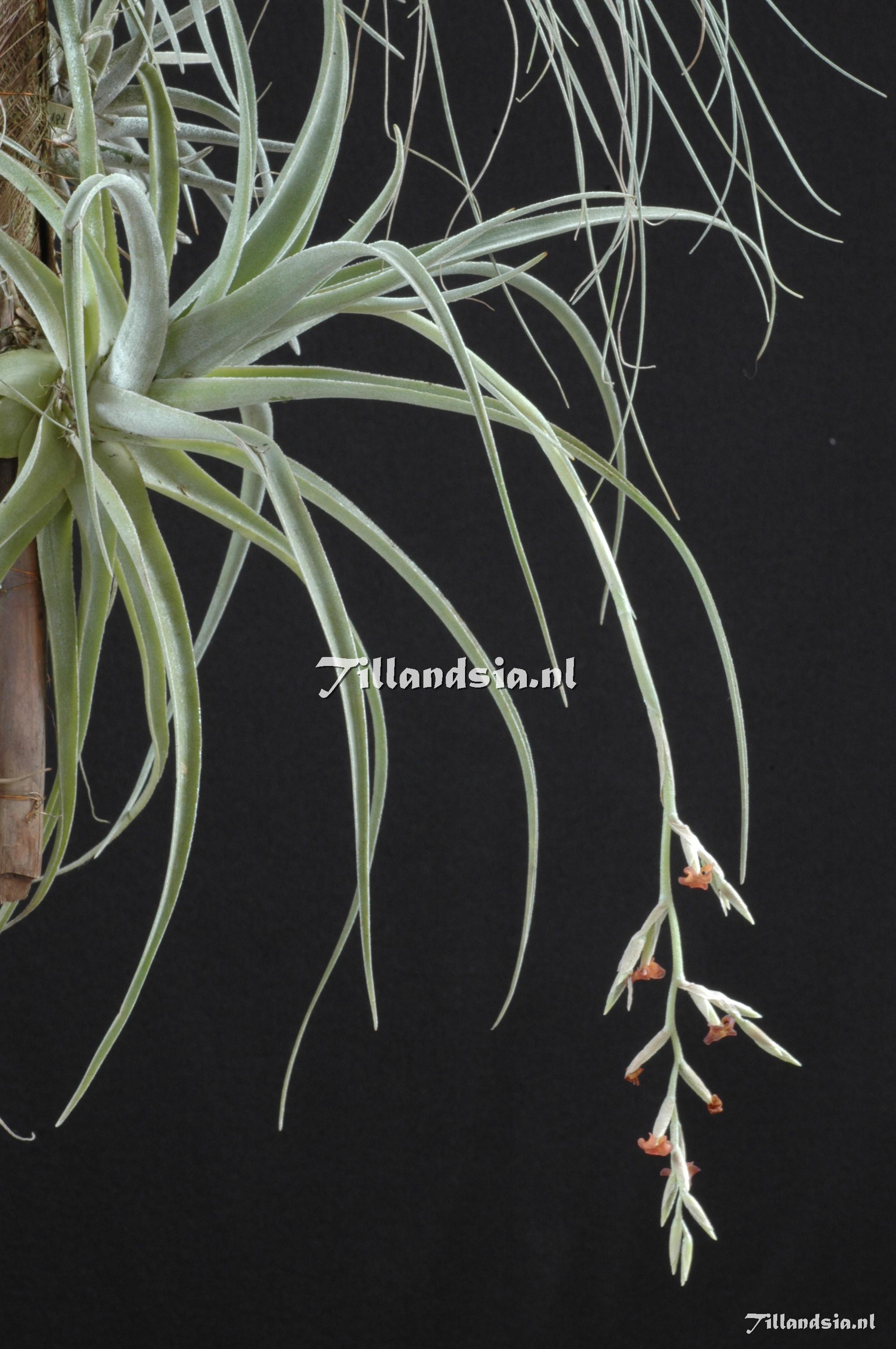 47 Tillandsia humilis