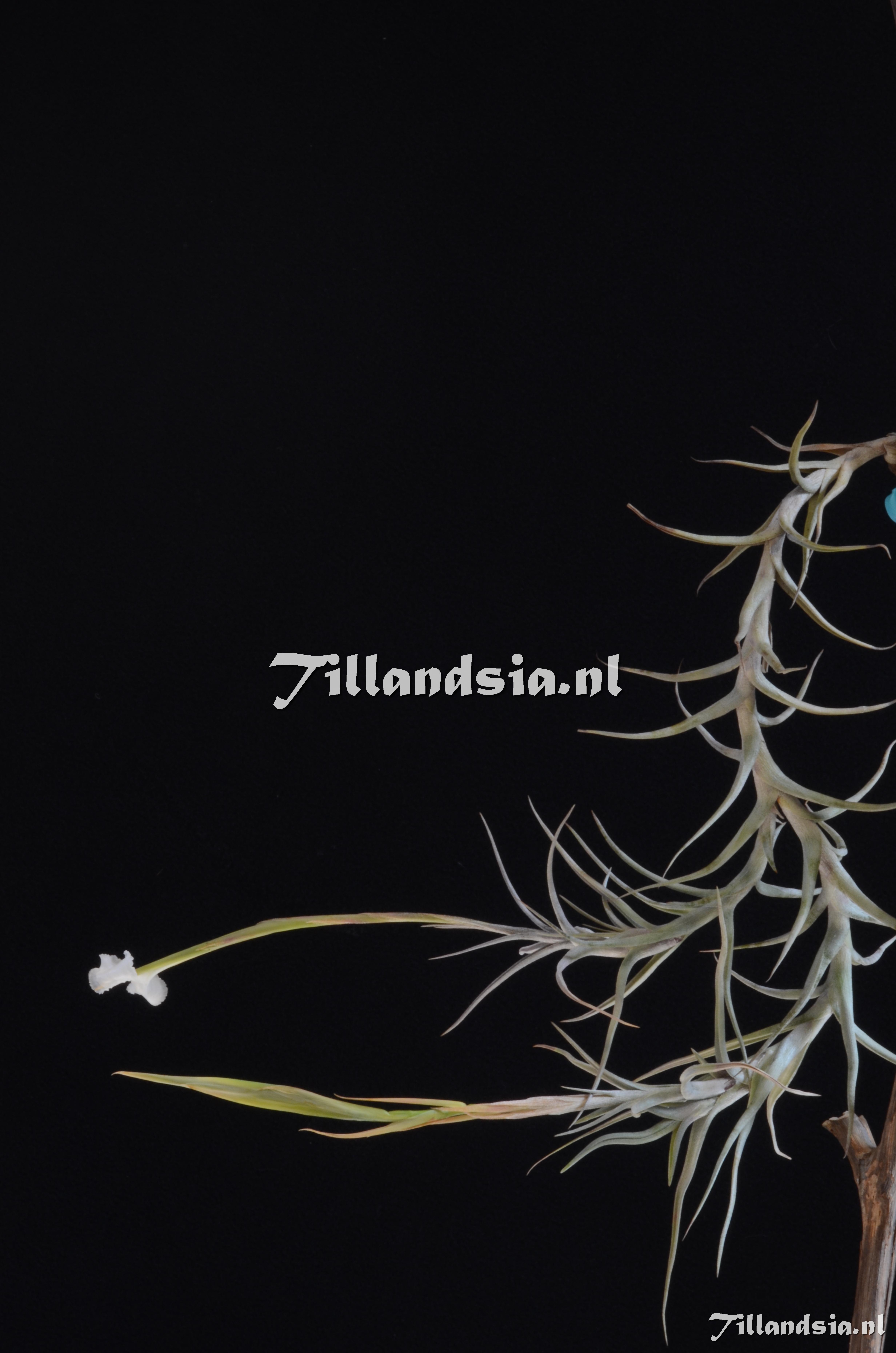 476 Tillandsia diaguitensis