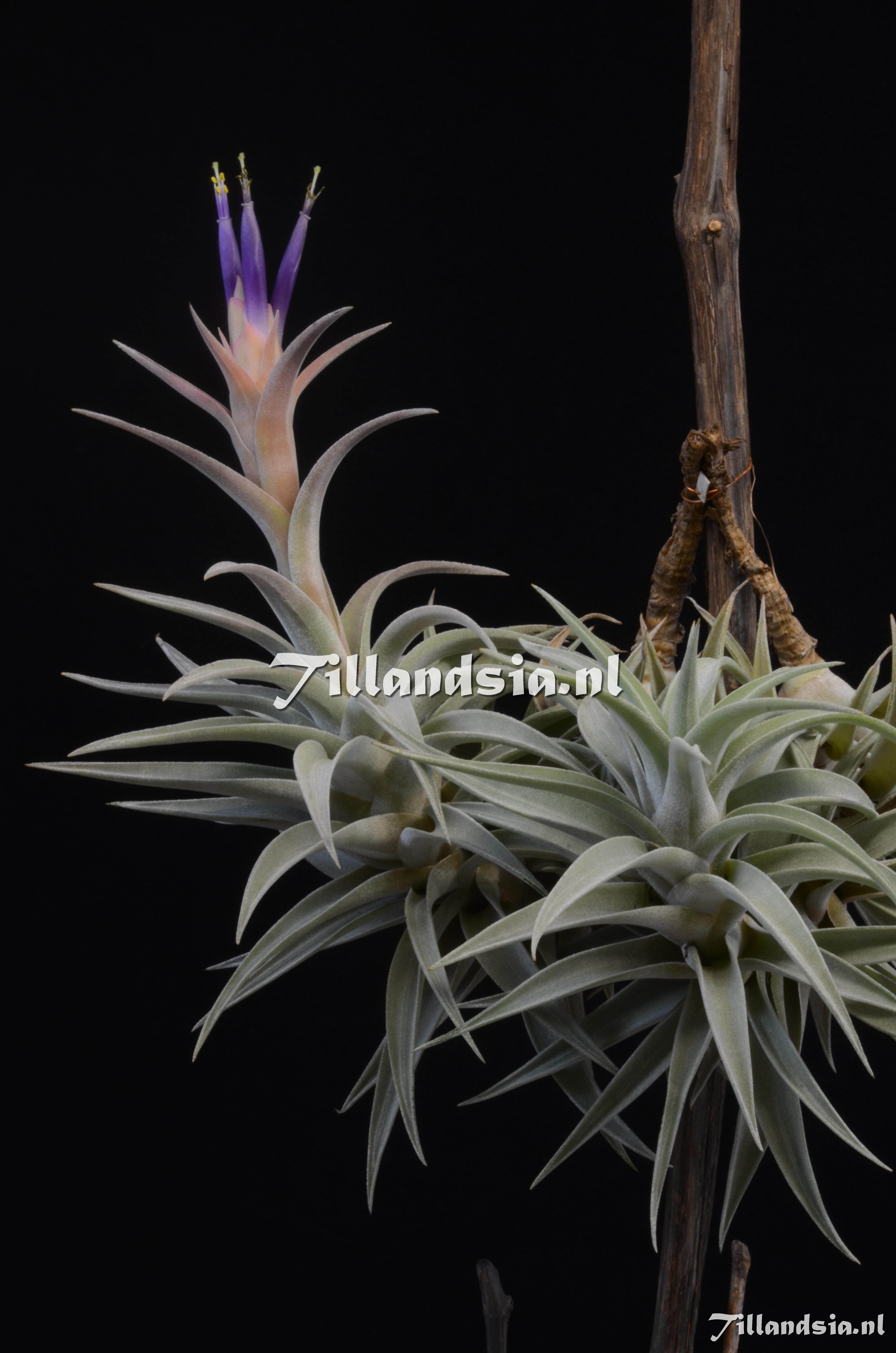 481 Tillandsia hondurense