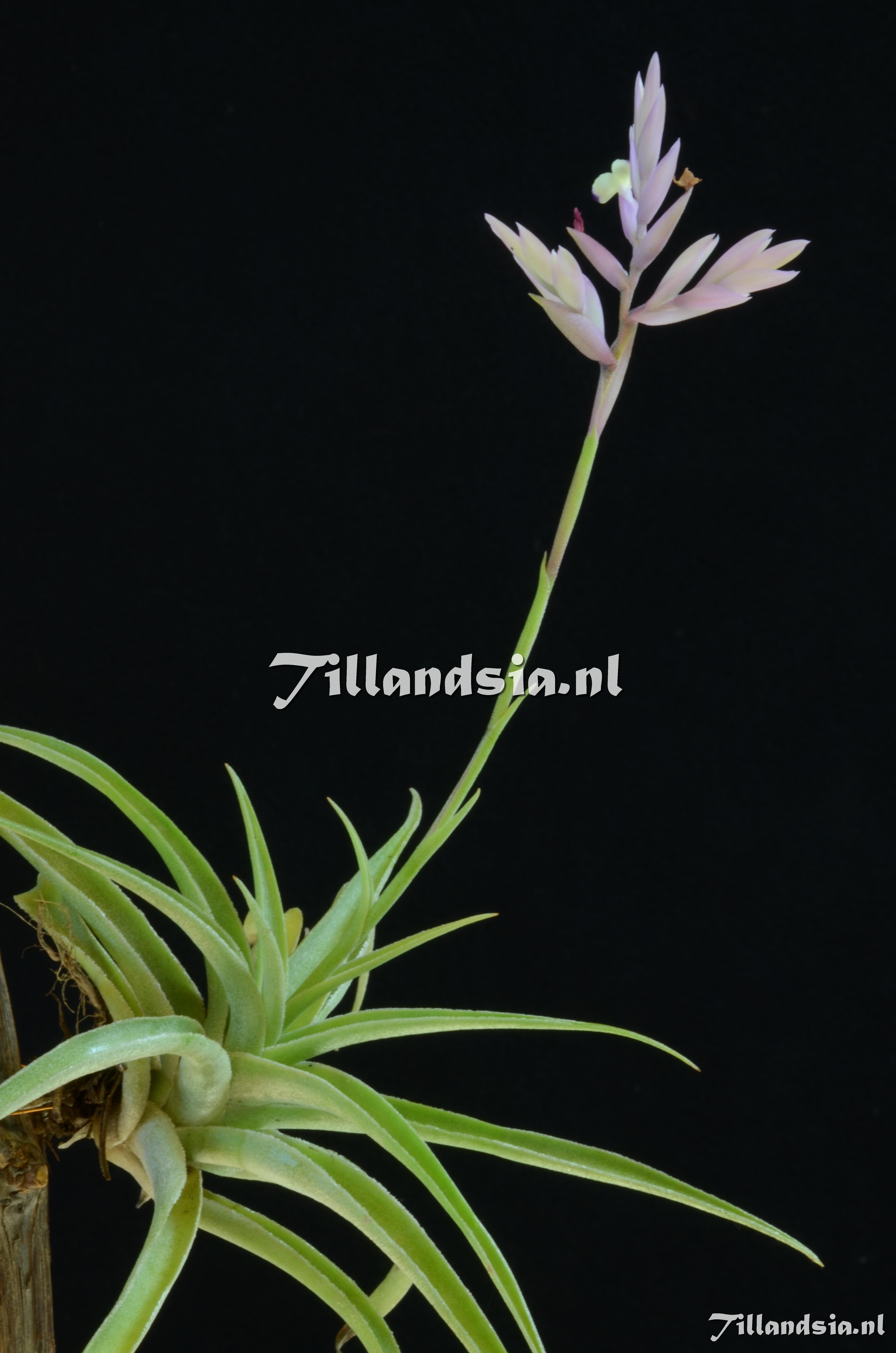 490 Tillandsia cacticola