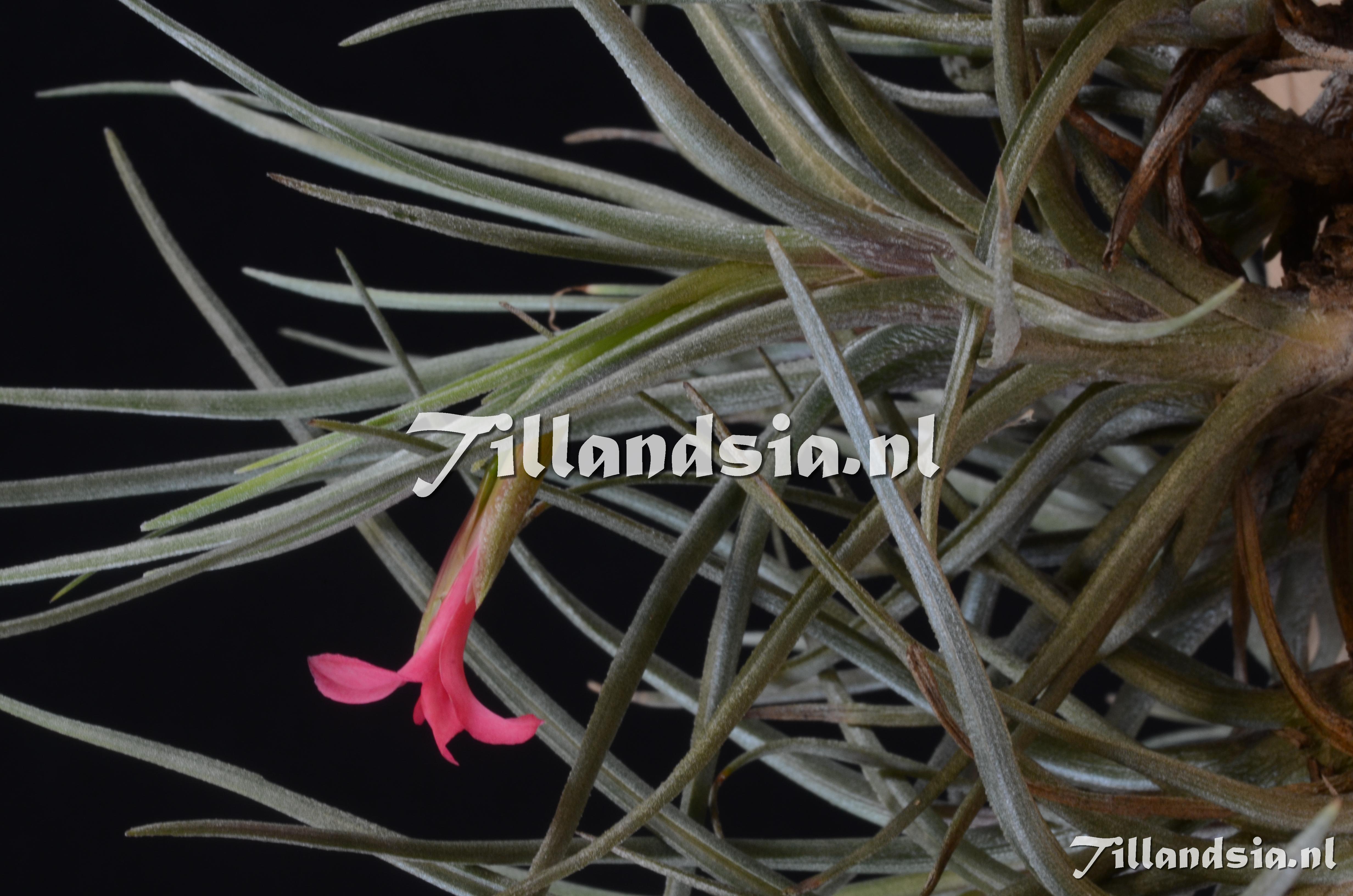 510 Tillandsia dorotheae