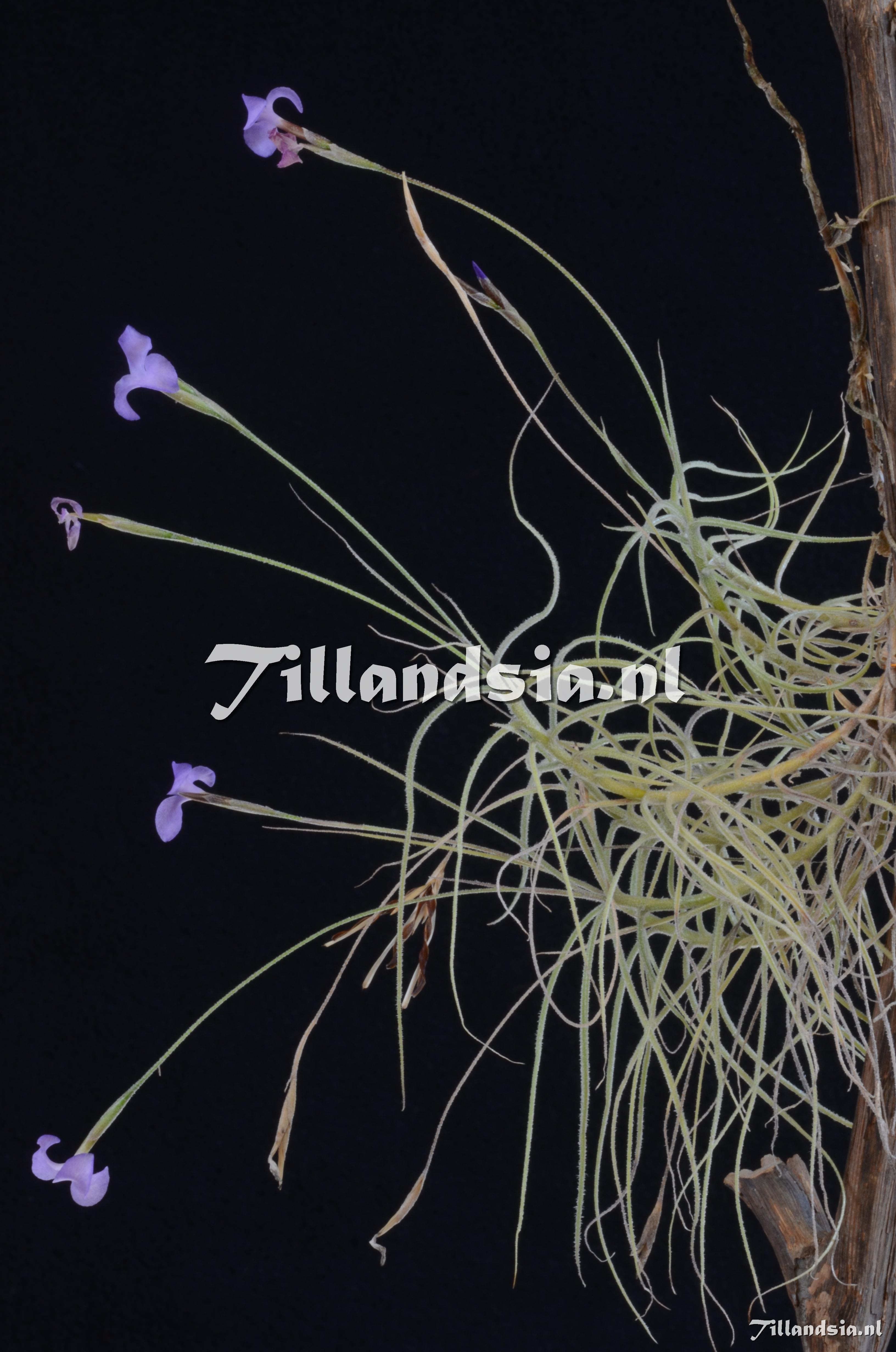 512 Tillandsia mallemontii