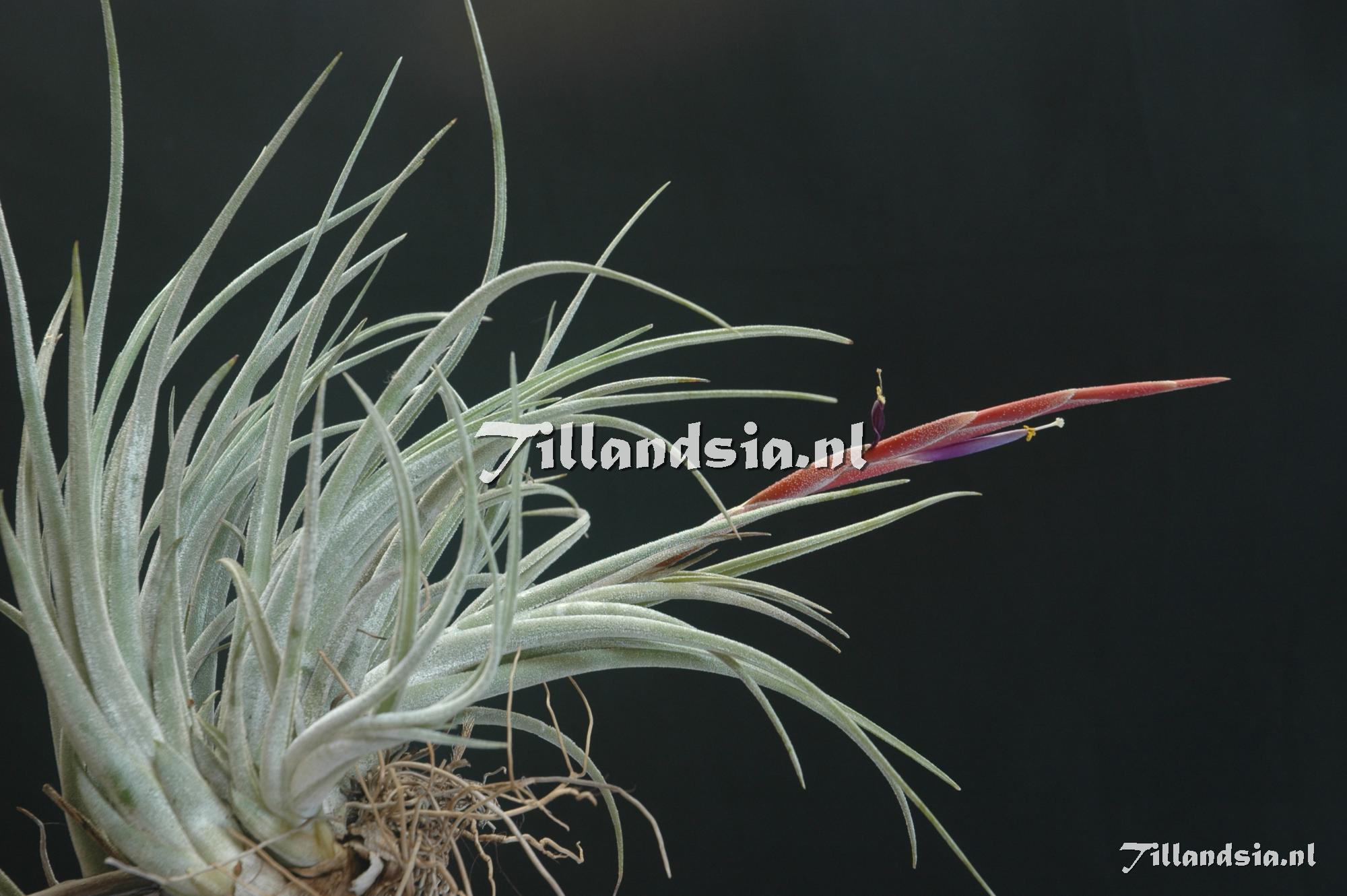 527 Tillandsia pueblensis