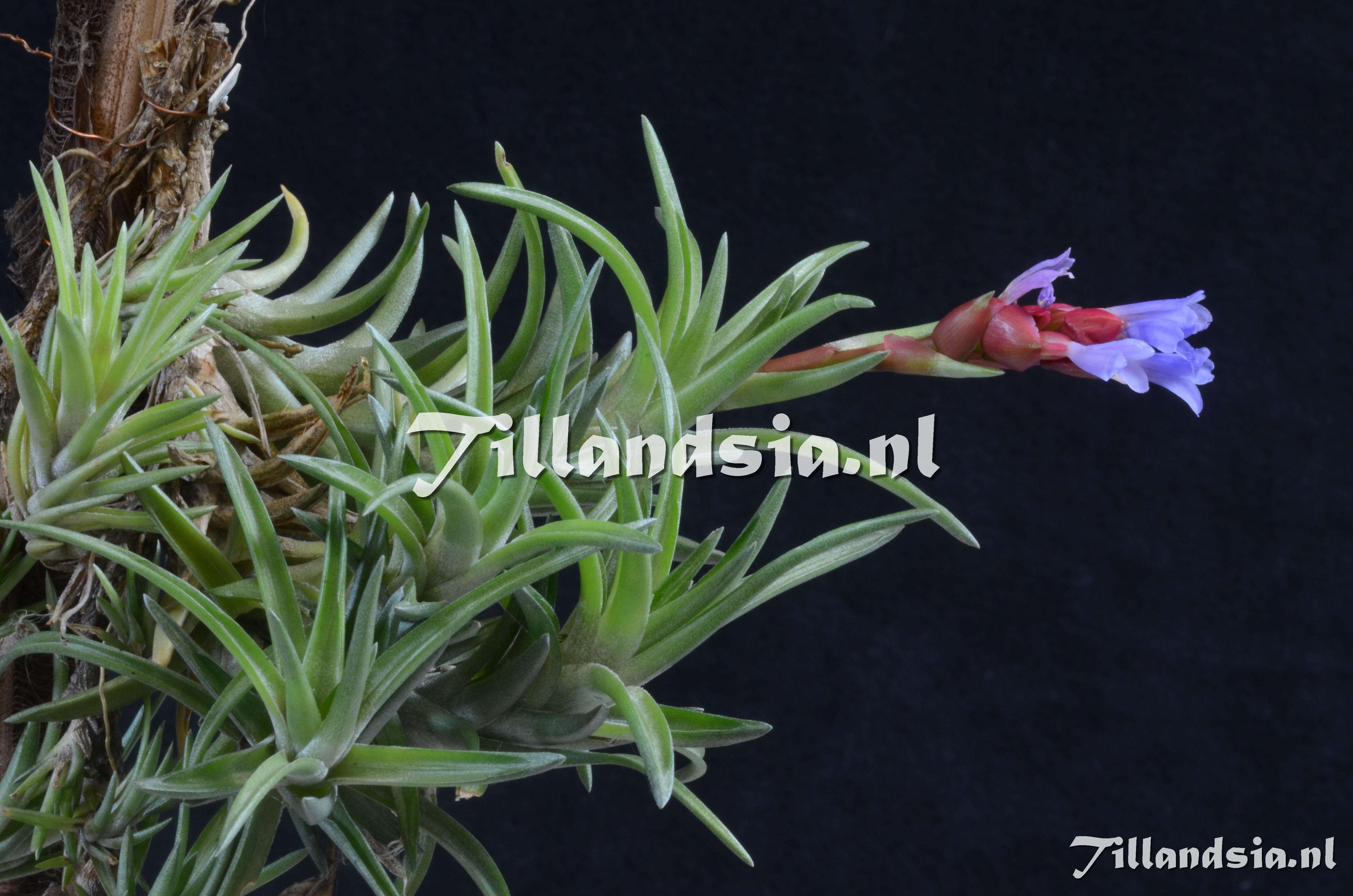 552 Tillandsia neglecta