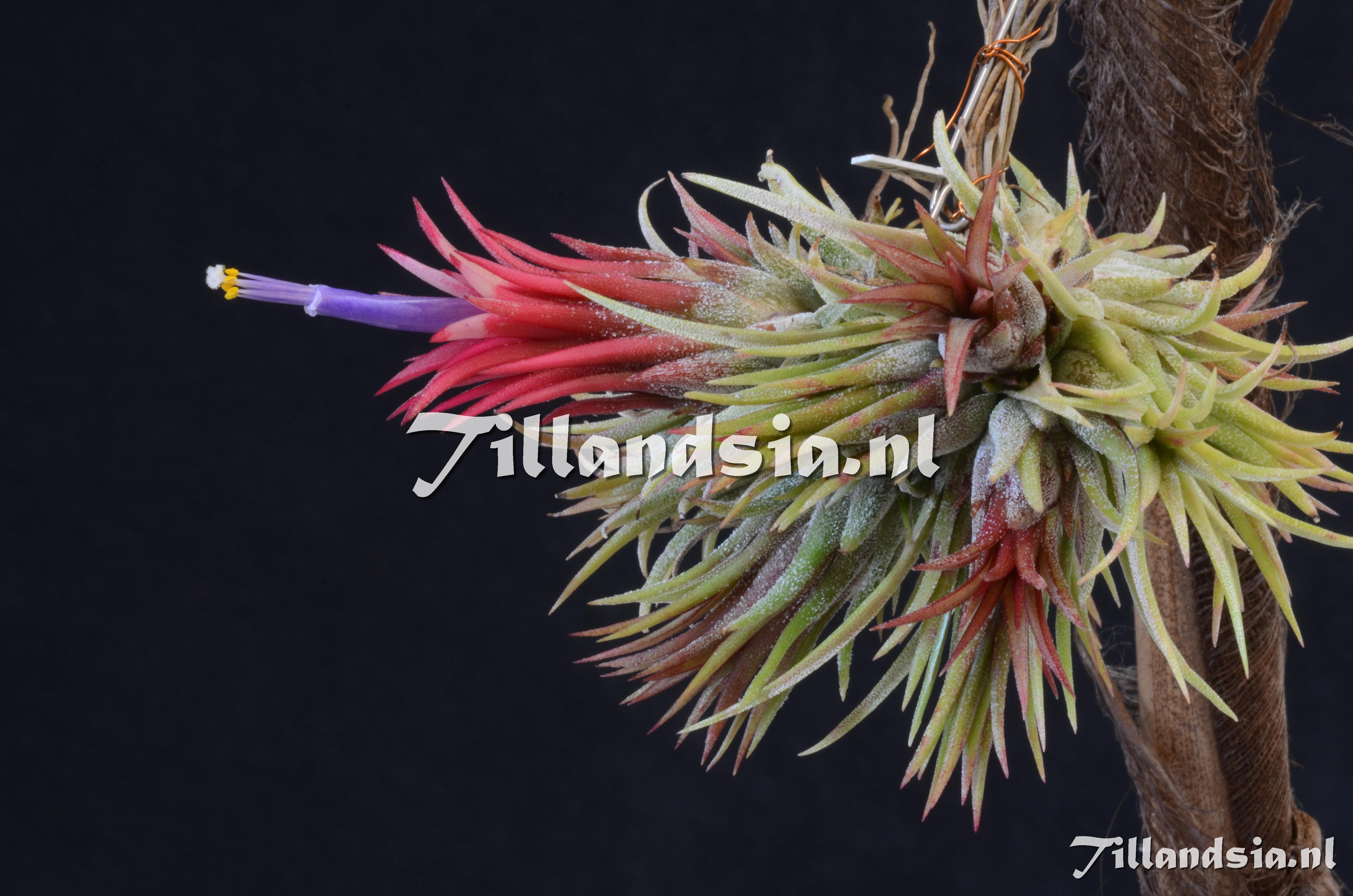 568 Tillandsia ionantha 