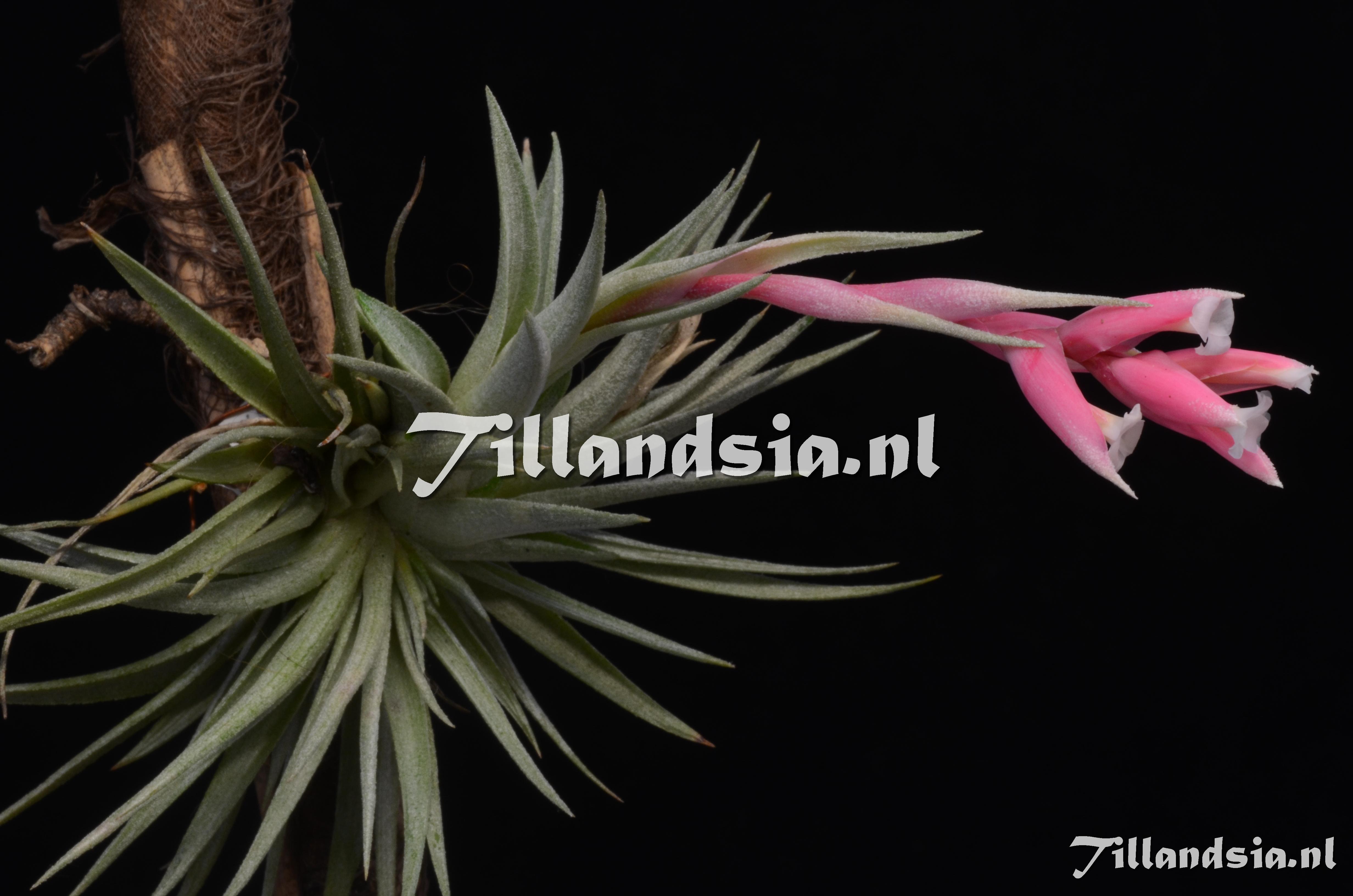 587 Tillandsia recurvifolia