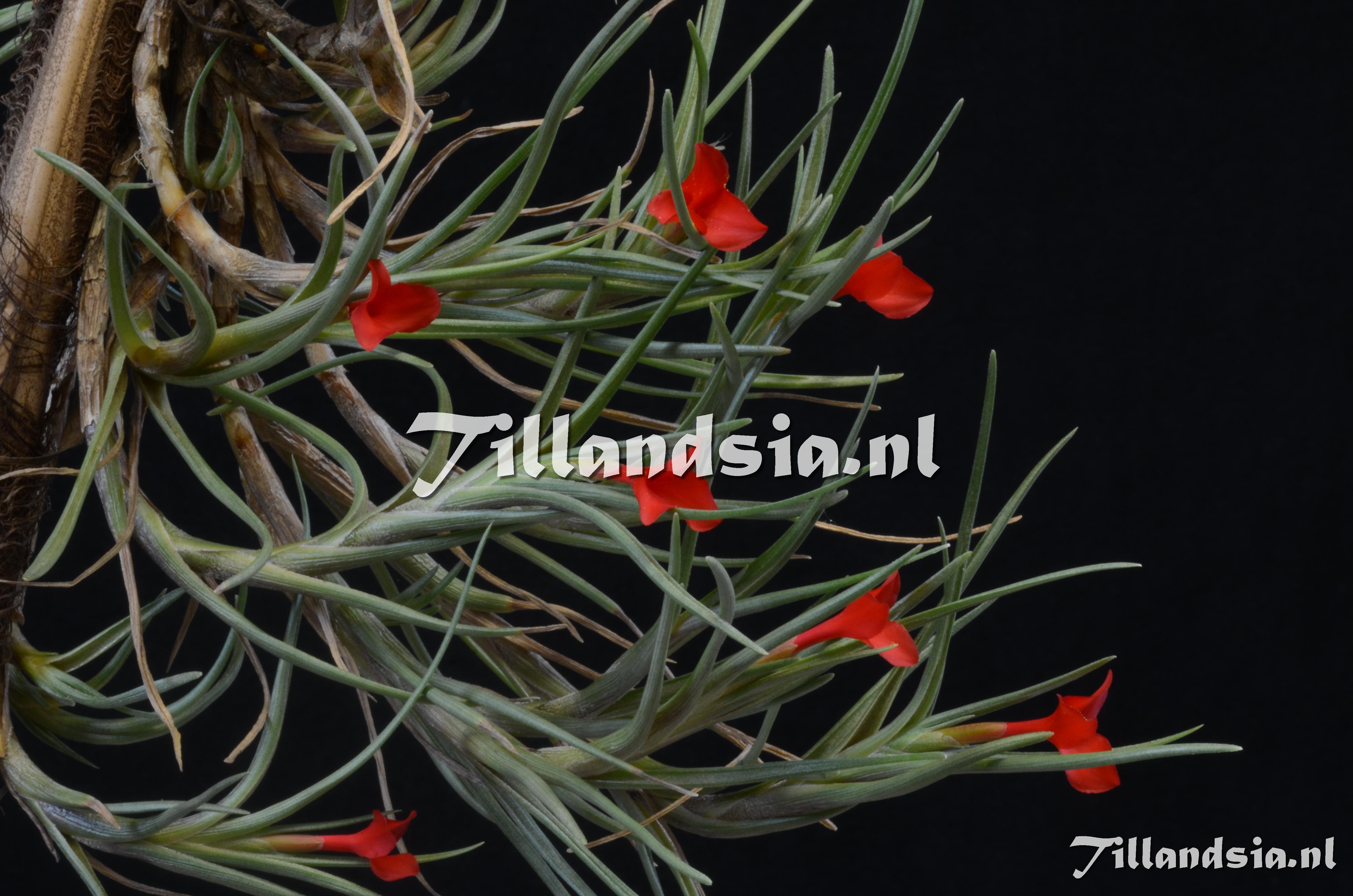 600 Tillandsia albertiana