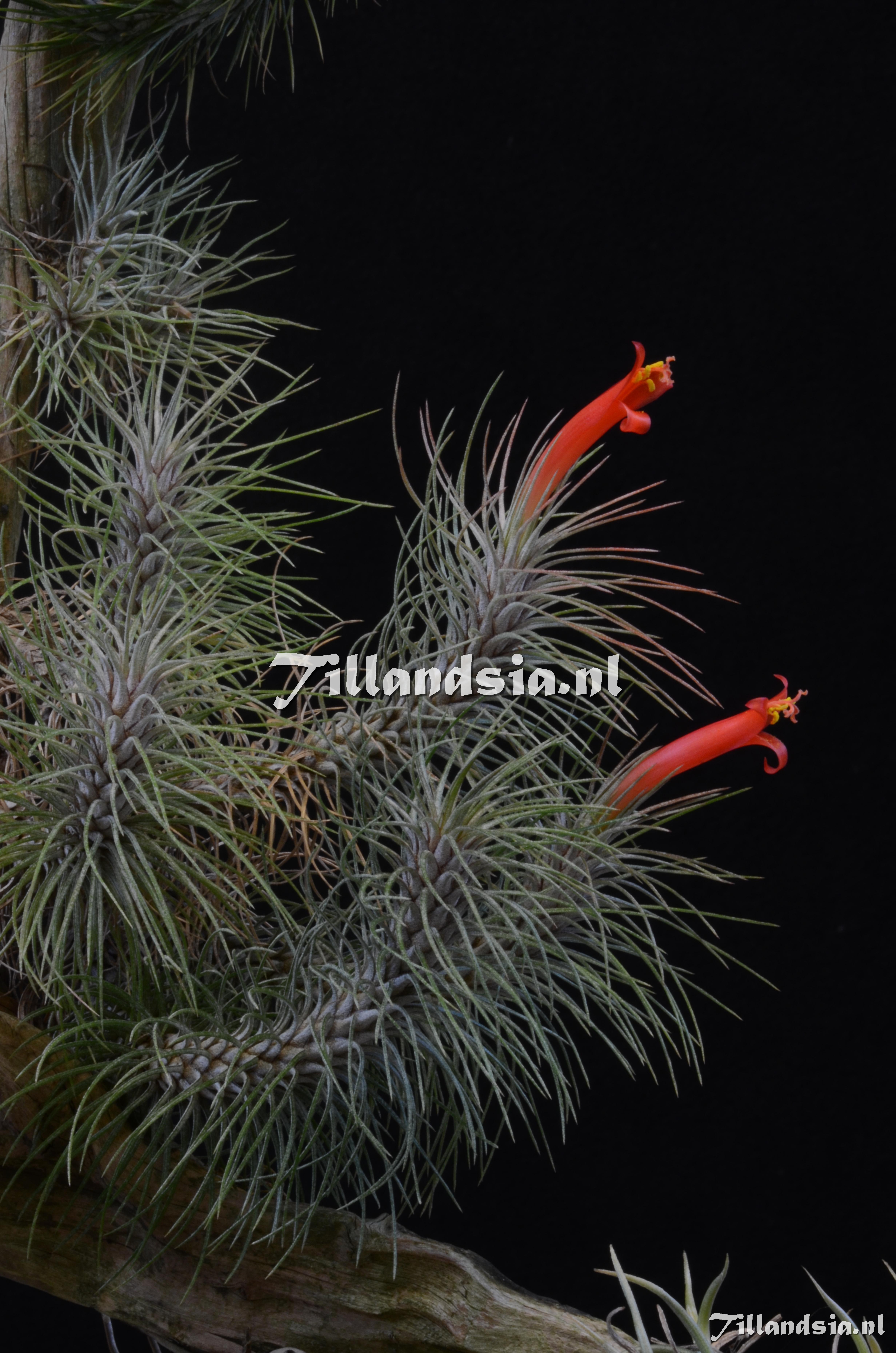 614 Tillandsia funckiana var. recurvifolia