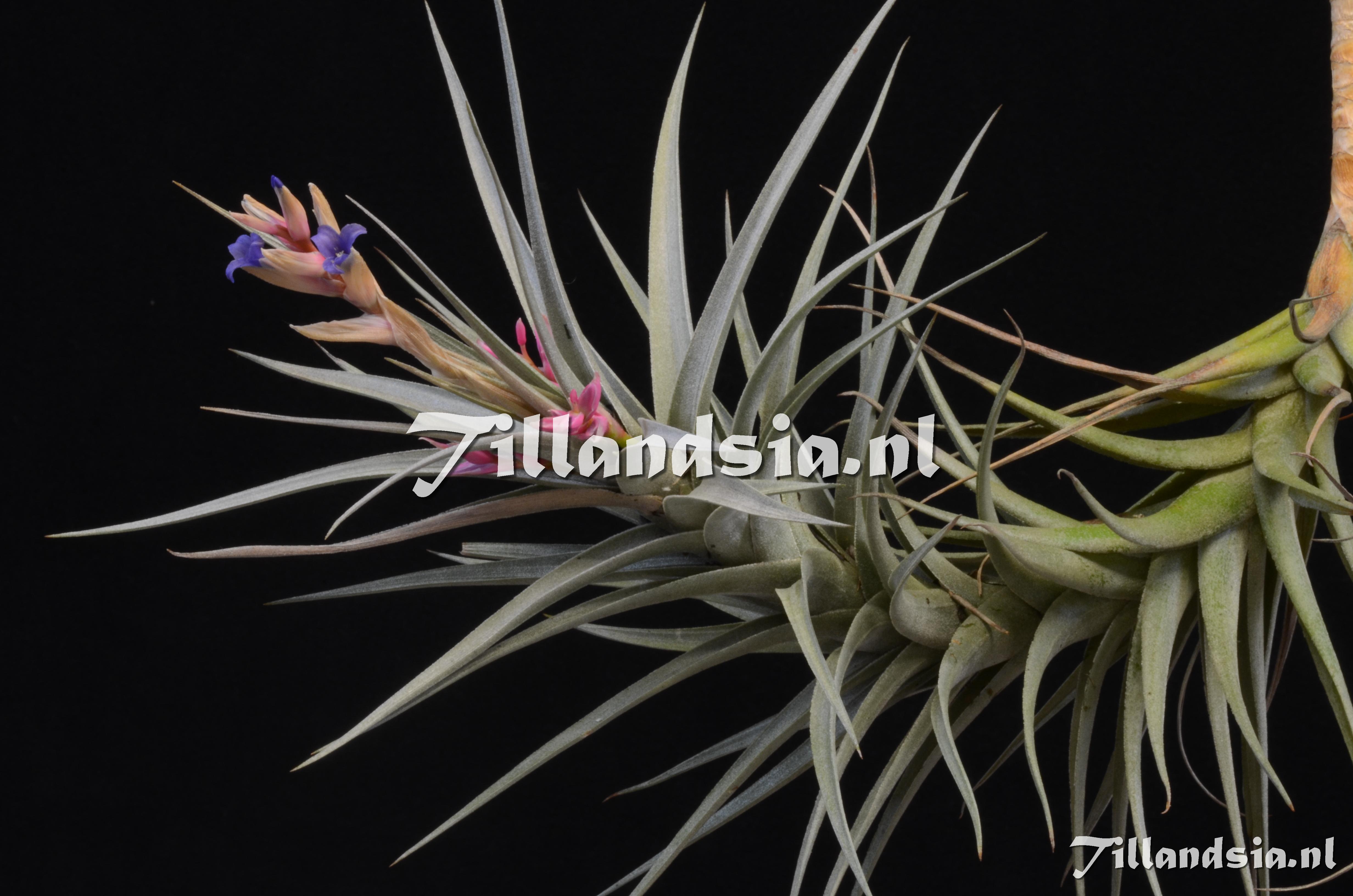 621 Tillandsia aeranthos var. griseus
