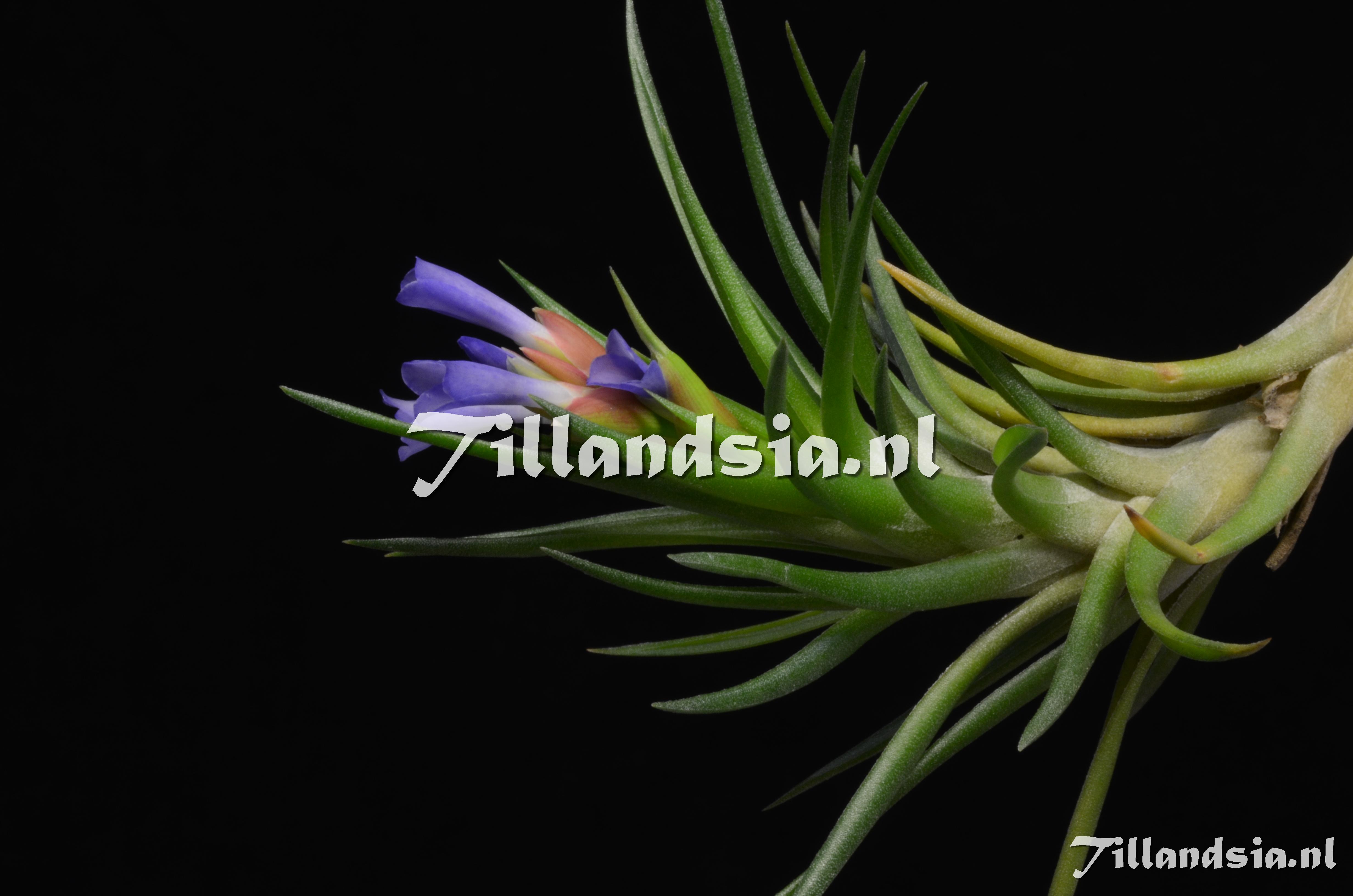 625 Tillandsia neglecta