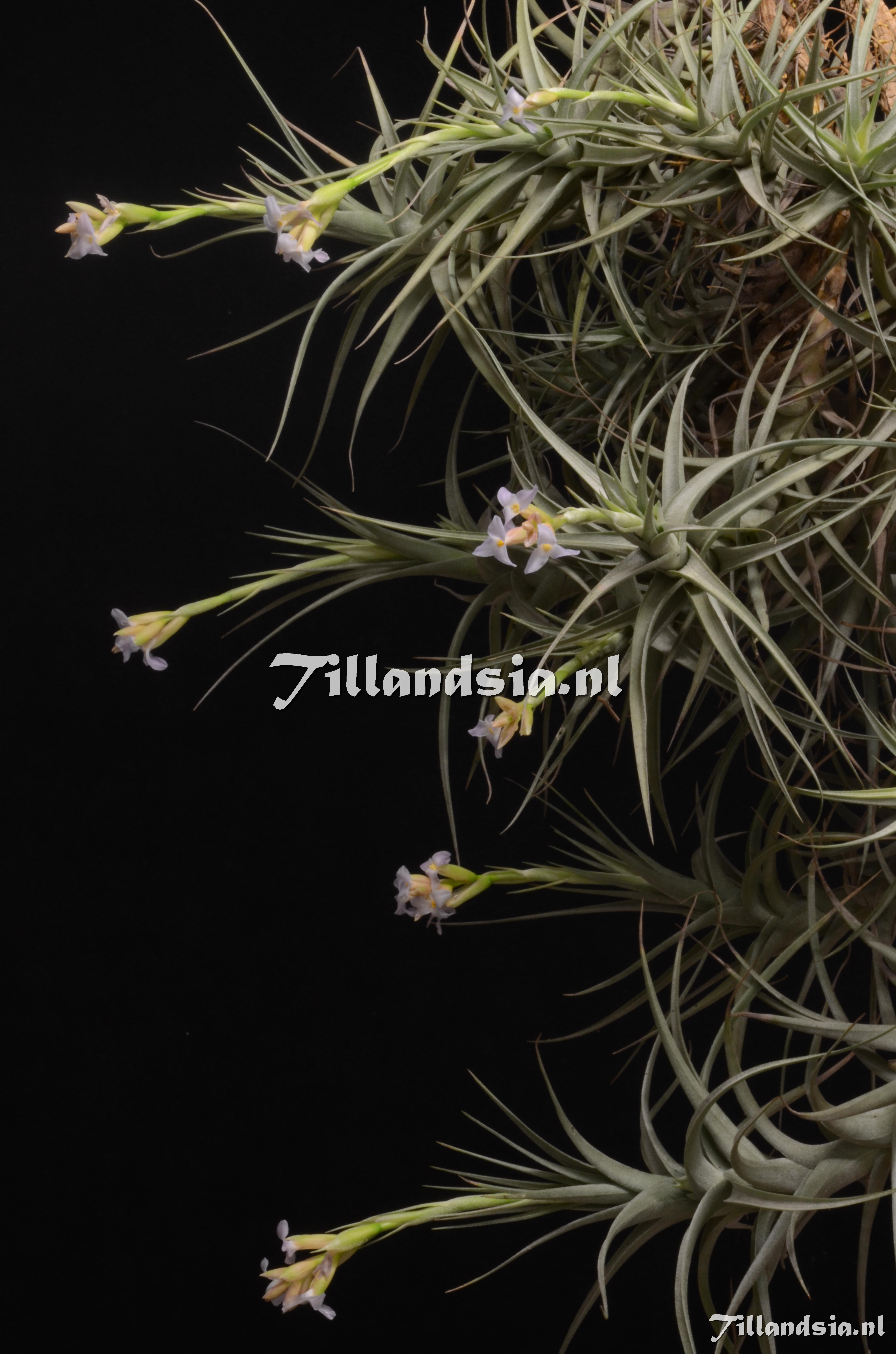 Tillandsia.NL