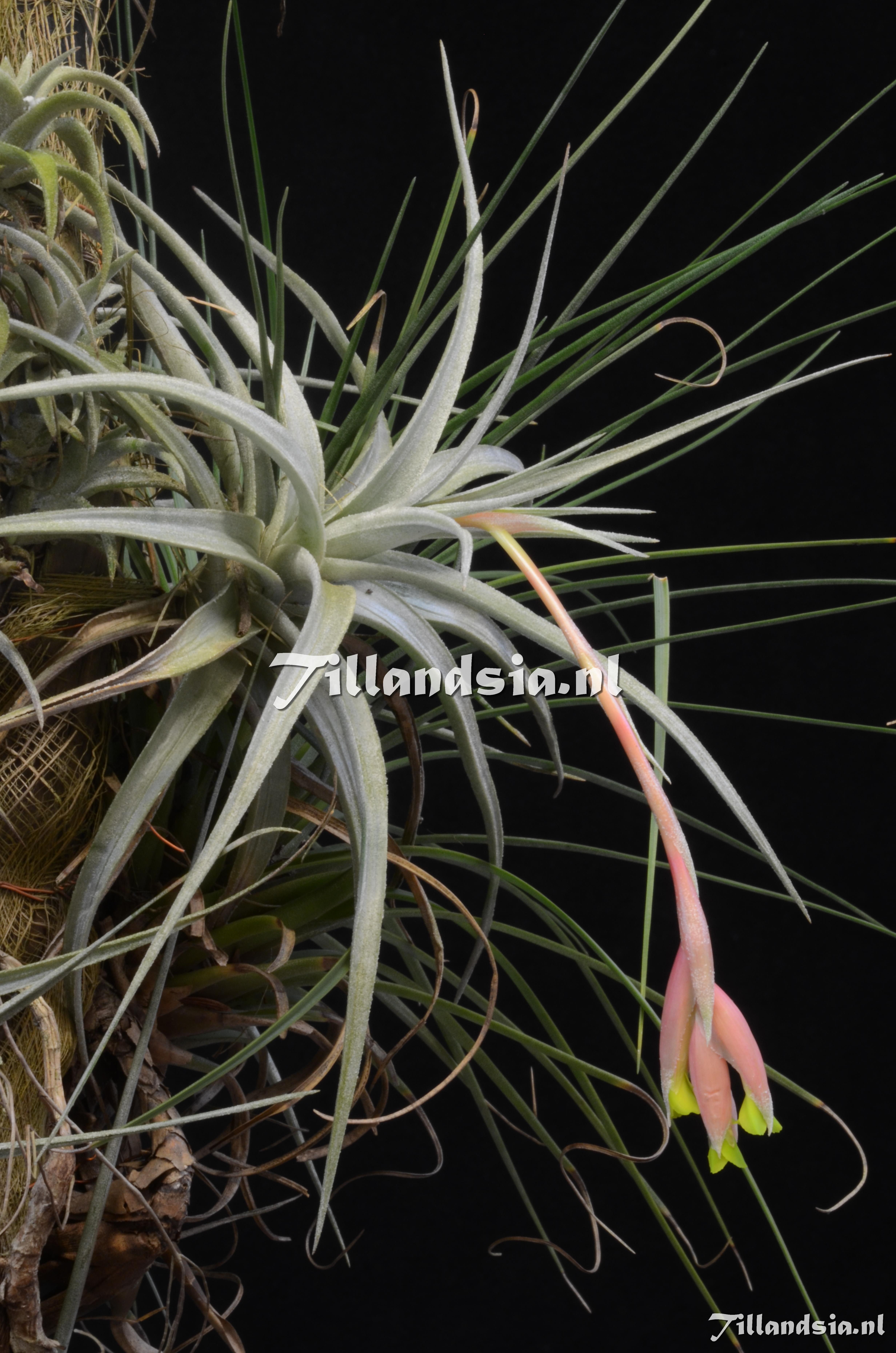 636 Tillandsia ixioides var. viridiflora