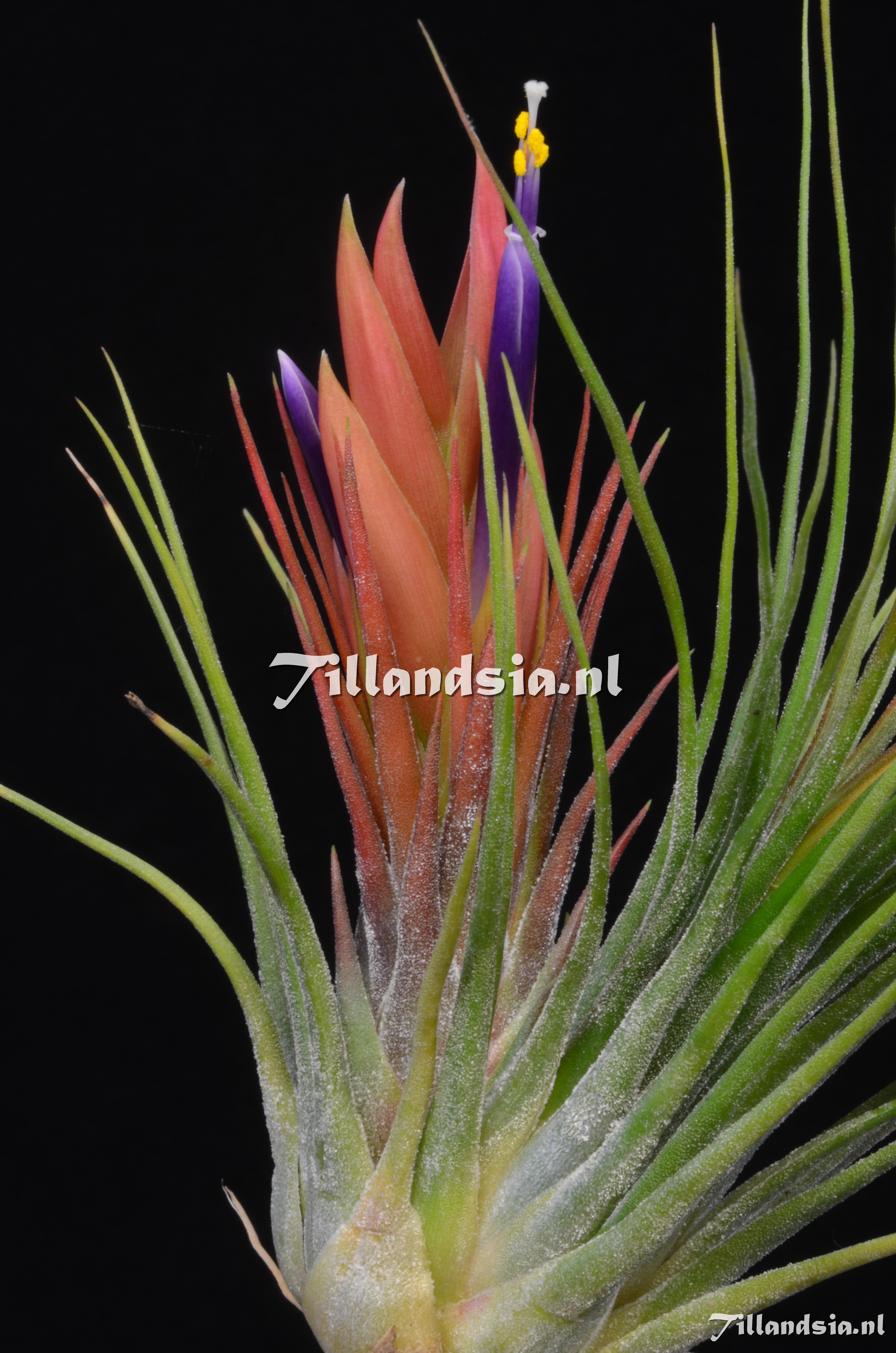 639 Tillandsia delicatula