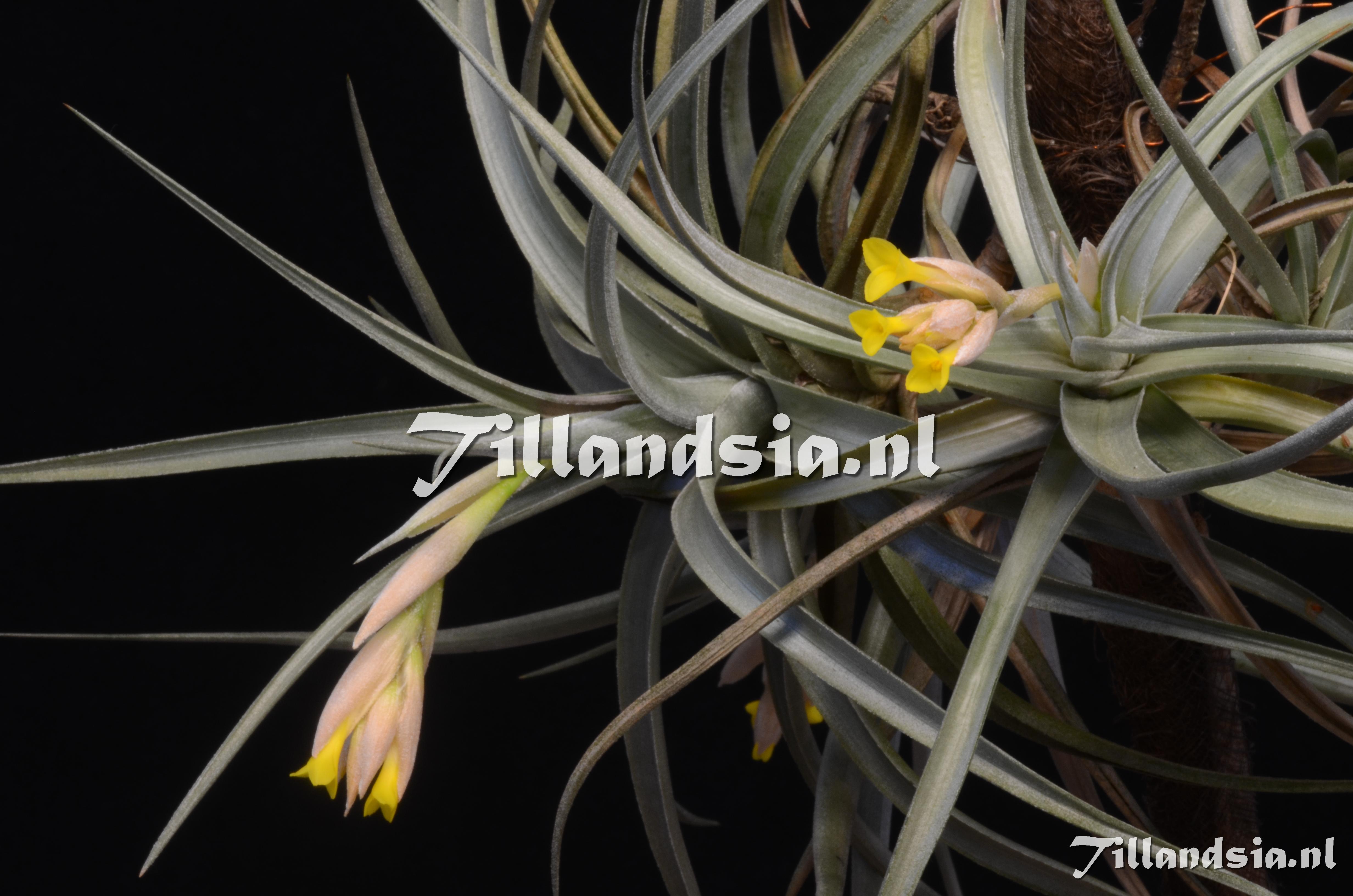 655 Tillandsia ixioides