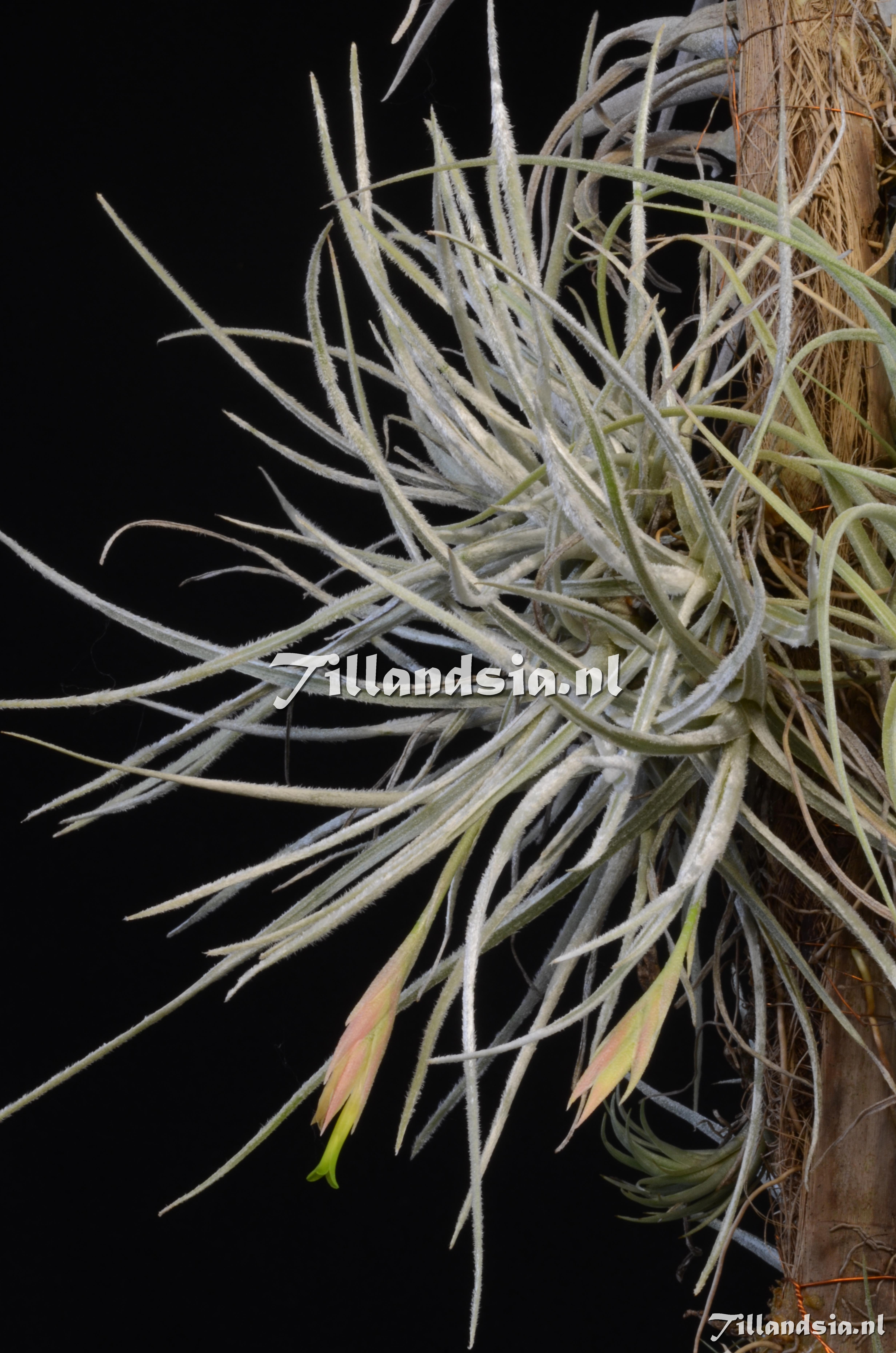 678 Tillandsia tortilis