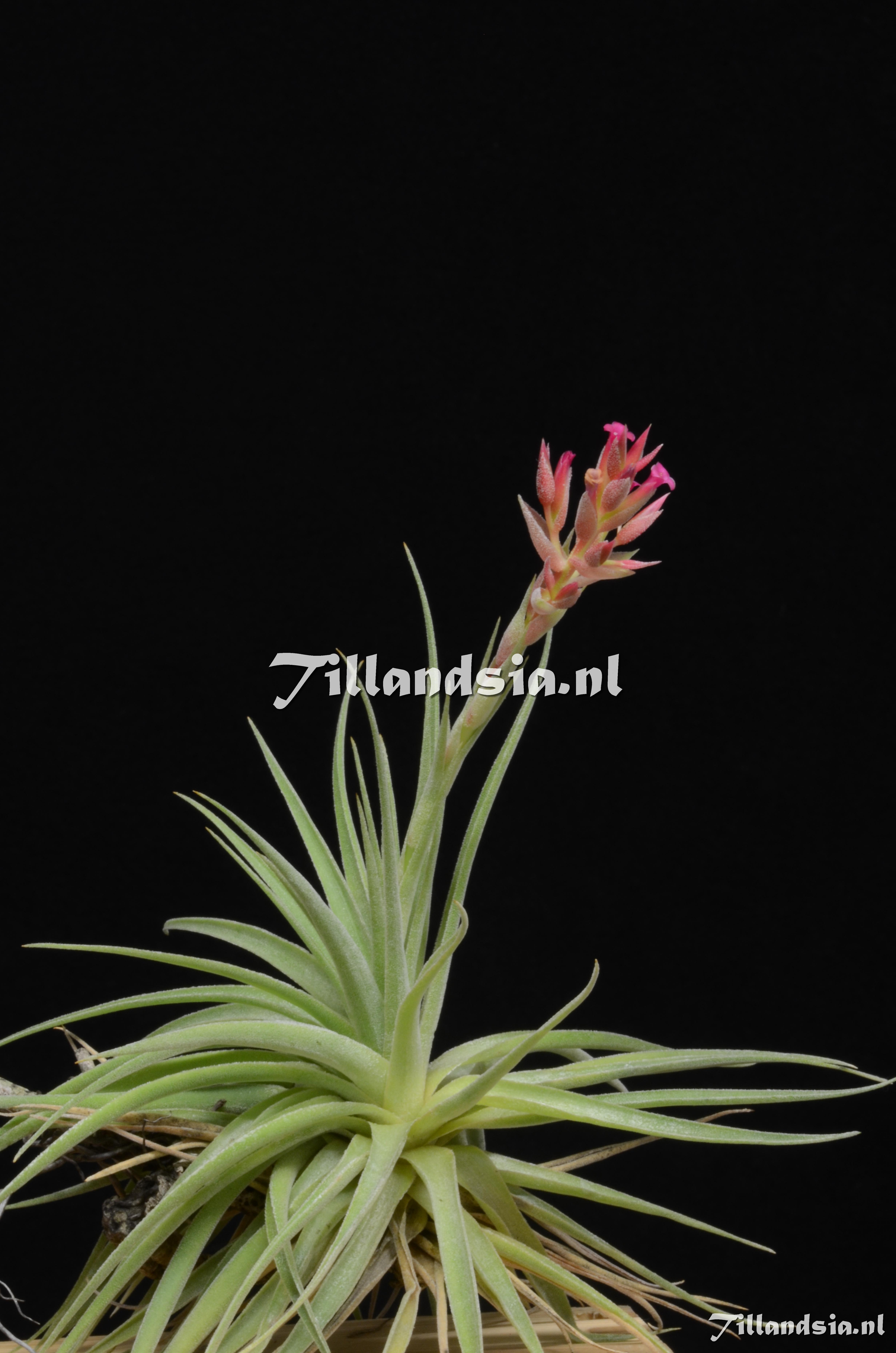 690 Tillandsia geminiflora var. nov.