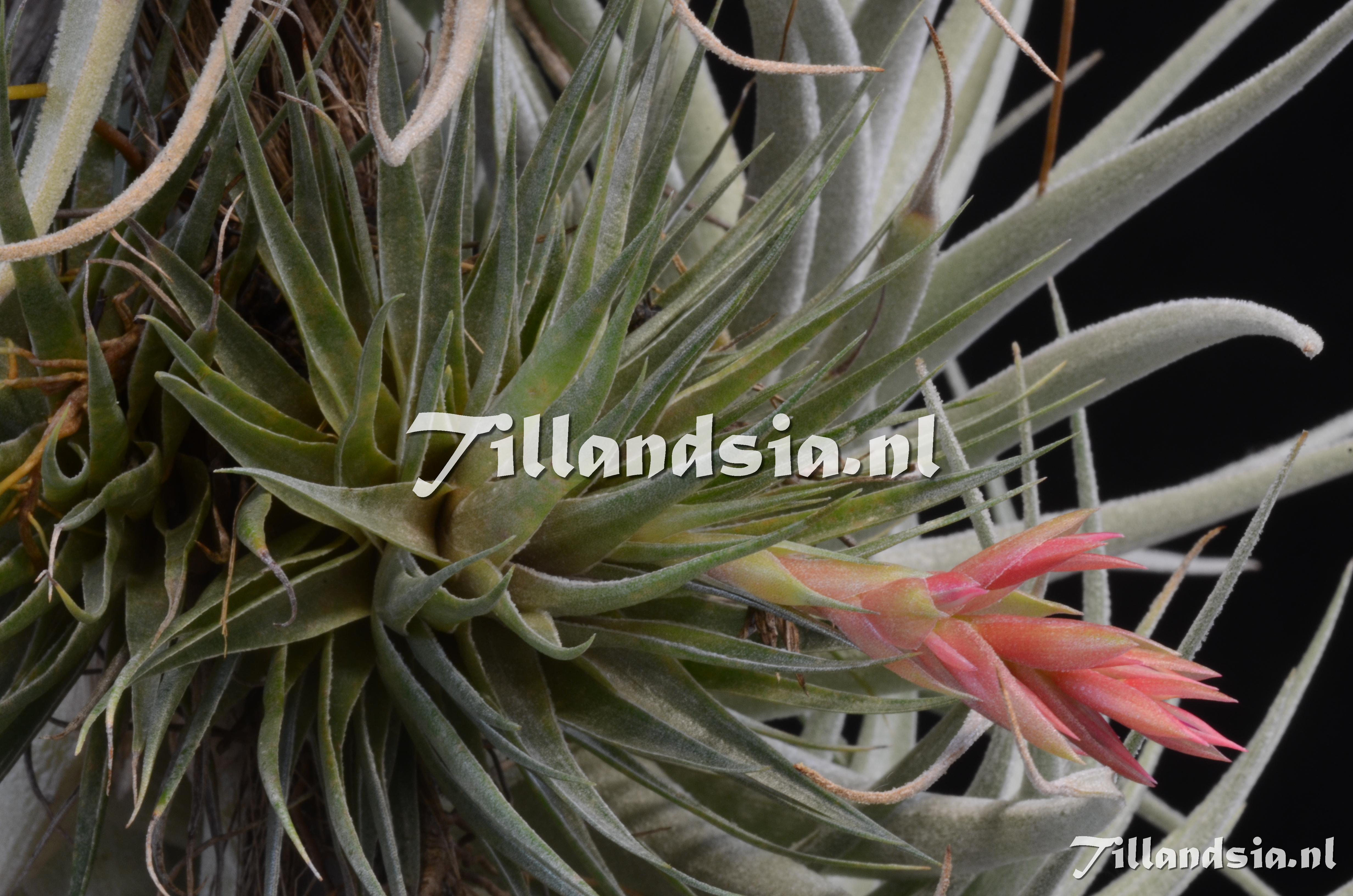 710 Tillandsia roseiflora