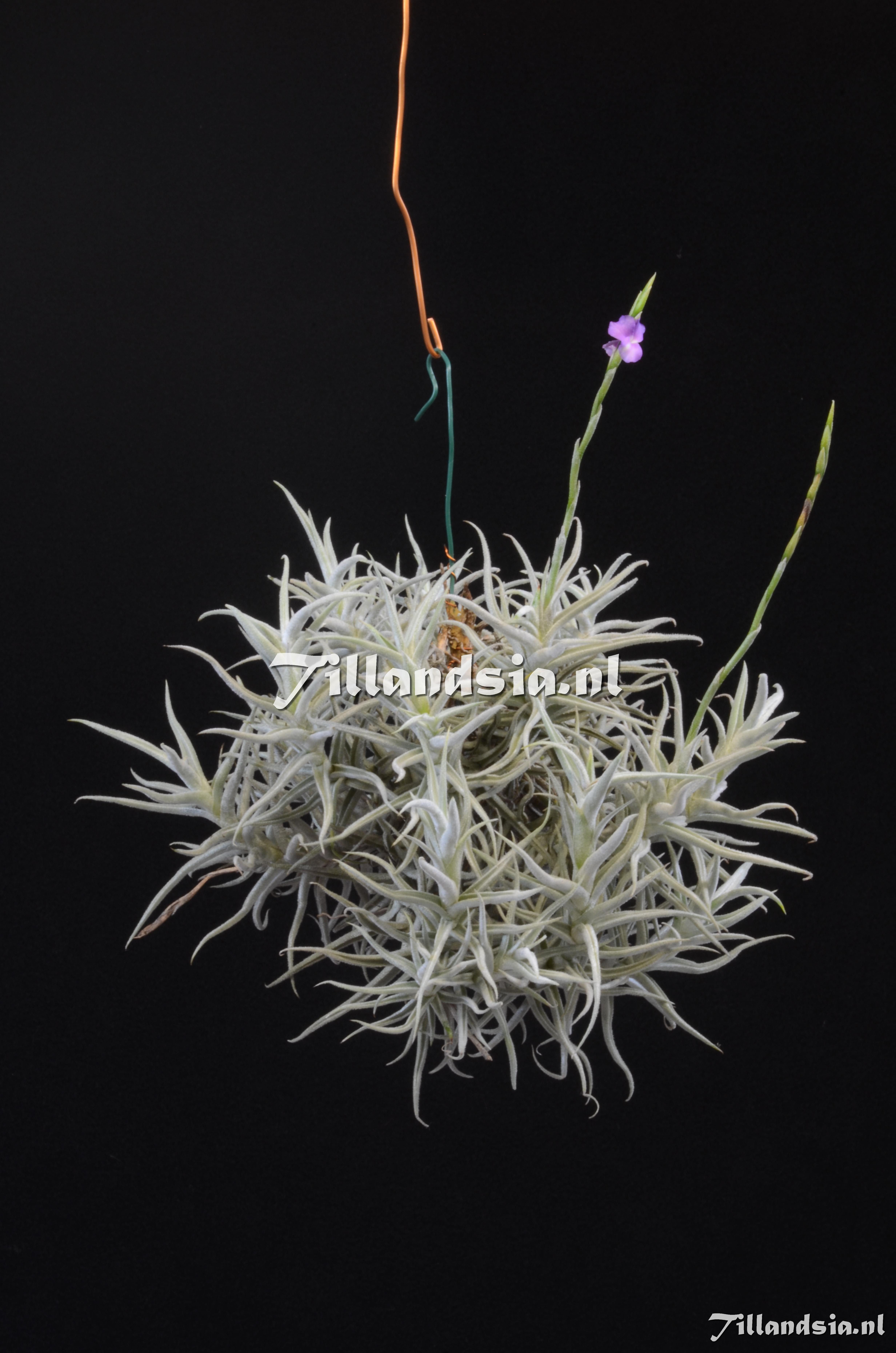 731 Tillandsia paleacea (compact form)