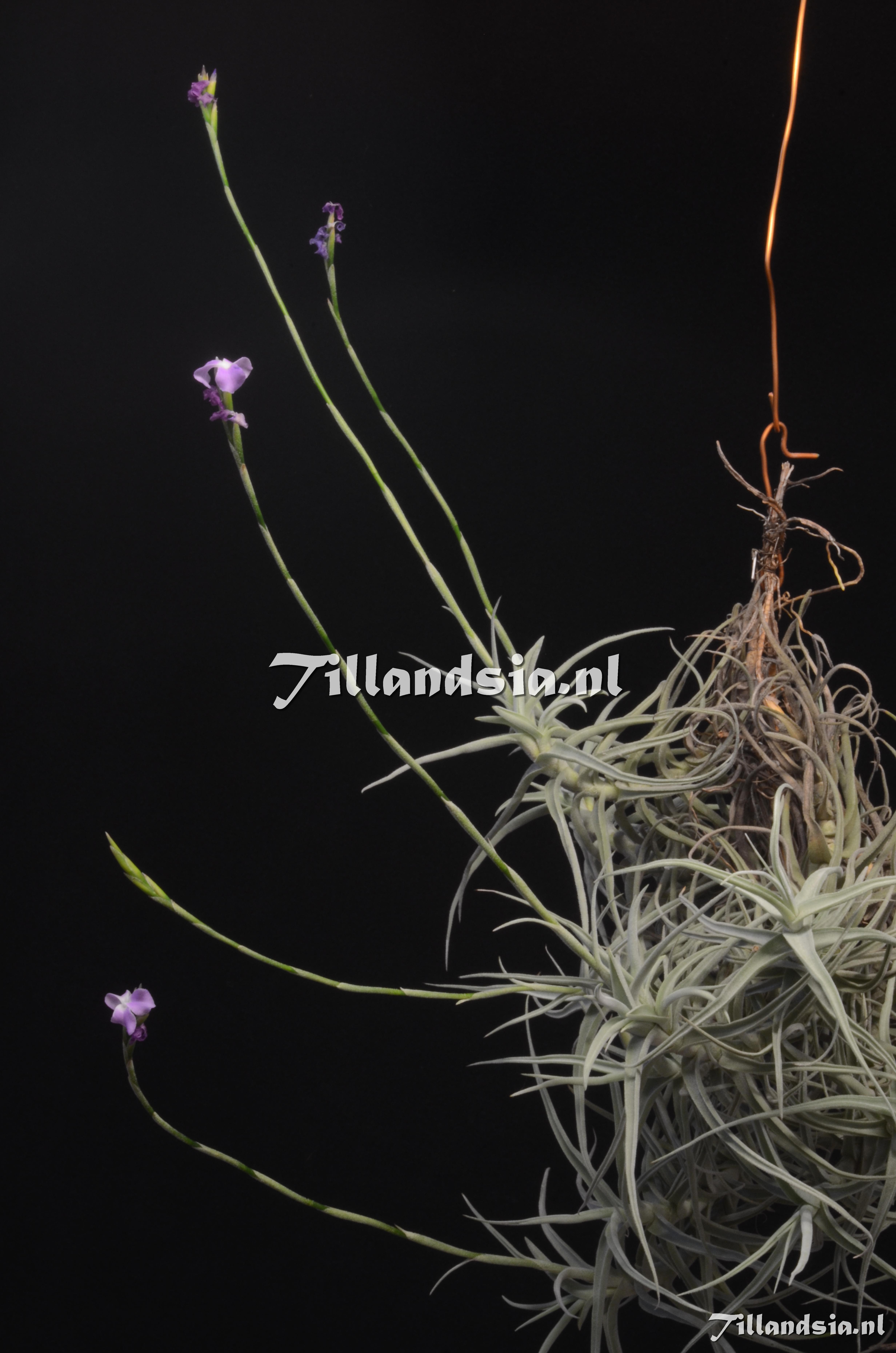 739 Tillandsia jequiensis