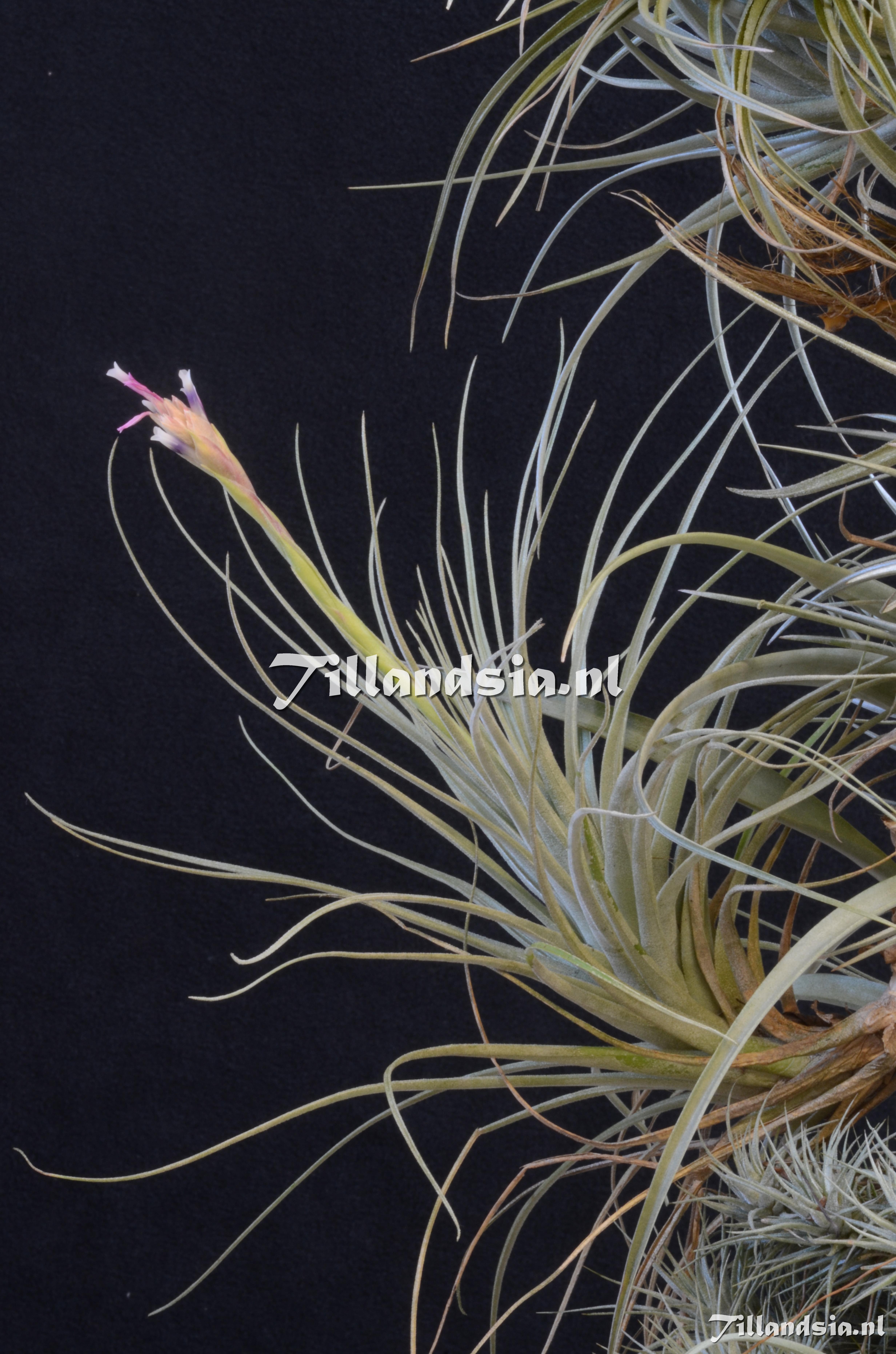 742 Tillandsia tectorum