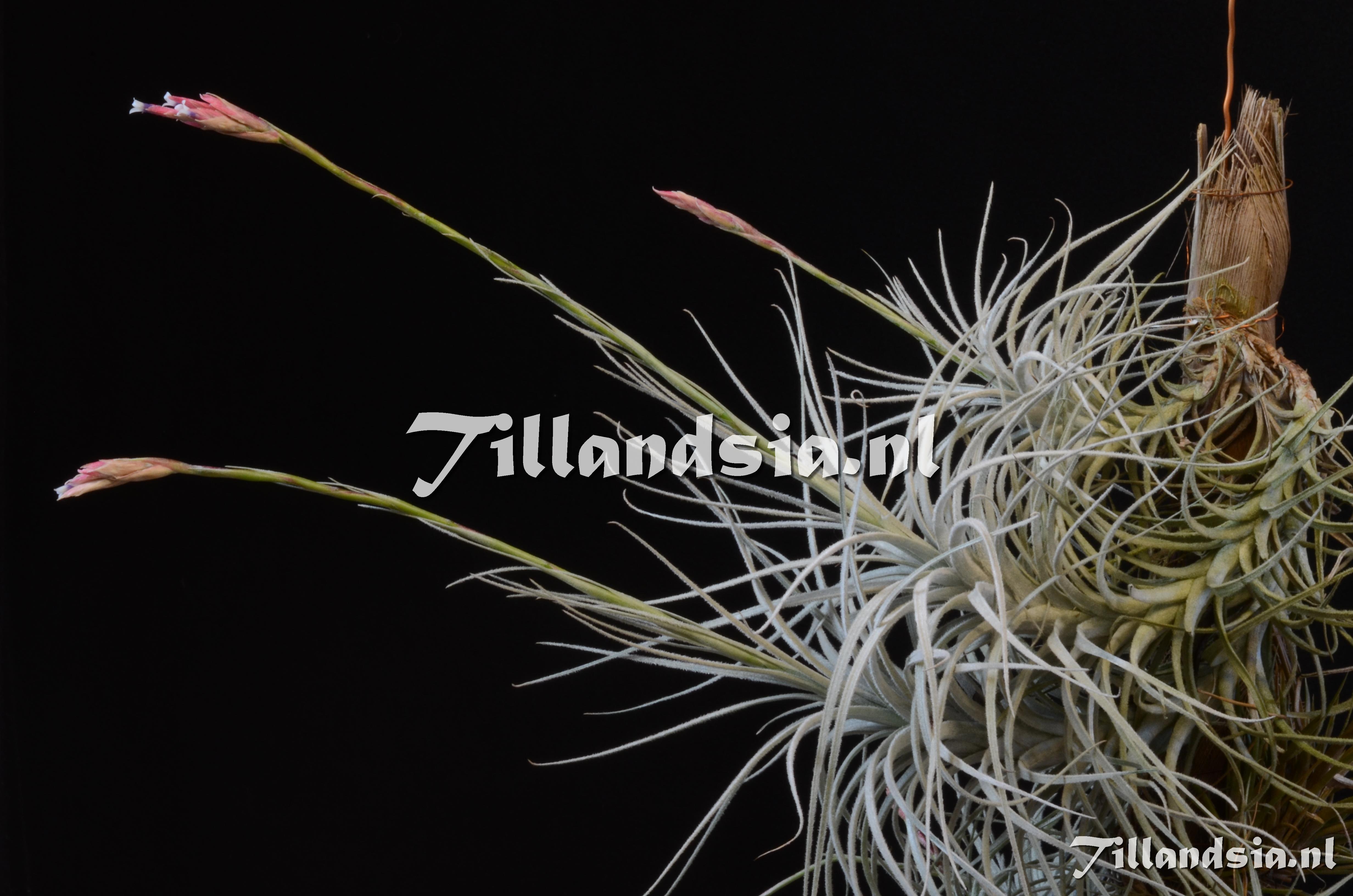 746 Tillandsia tectorum