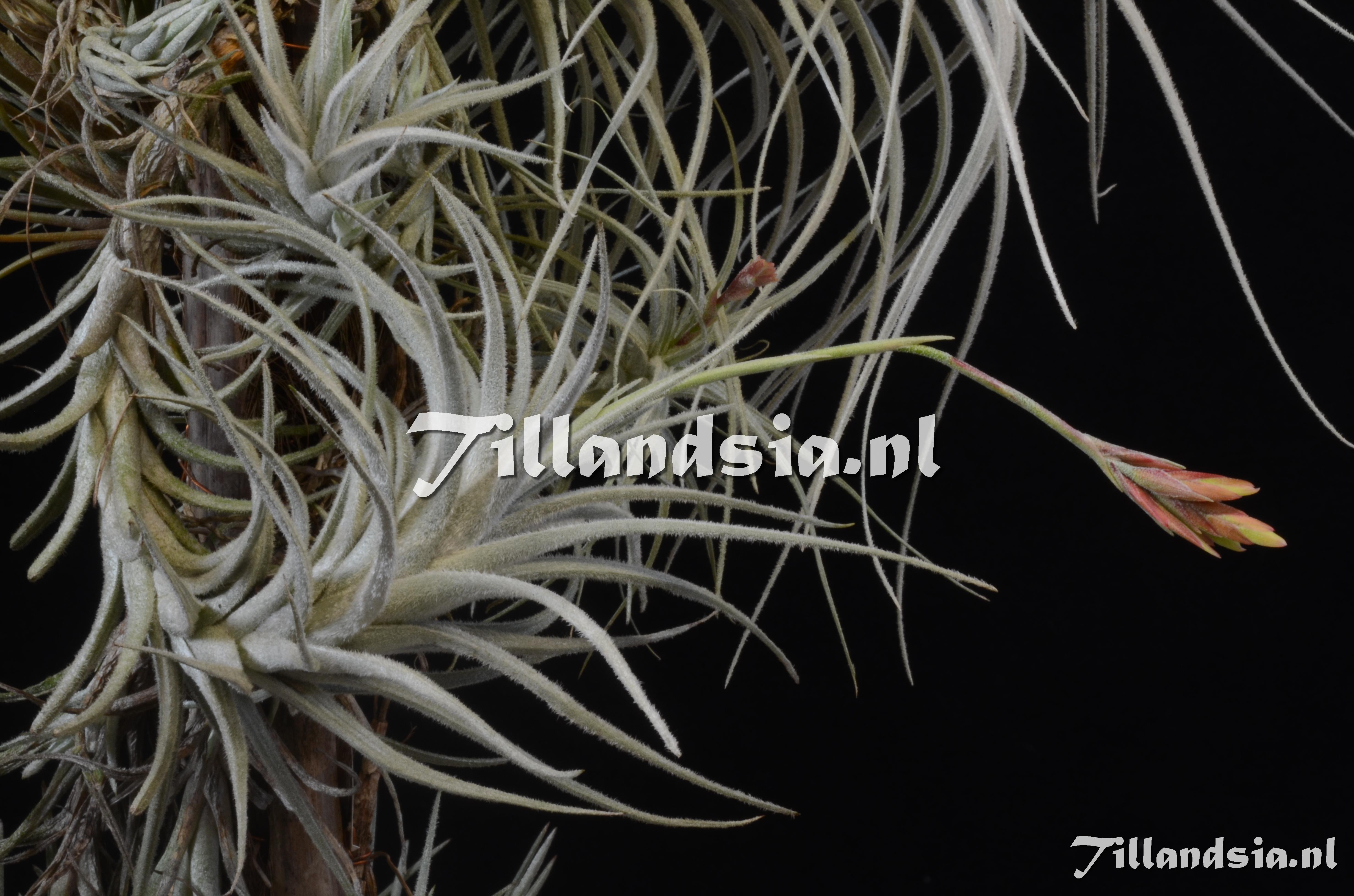 750 Tillandsia oblivata