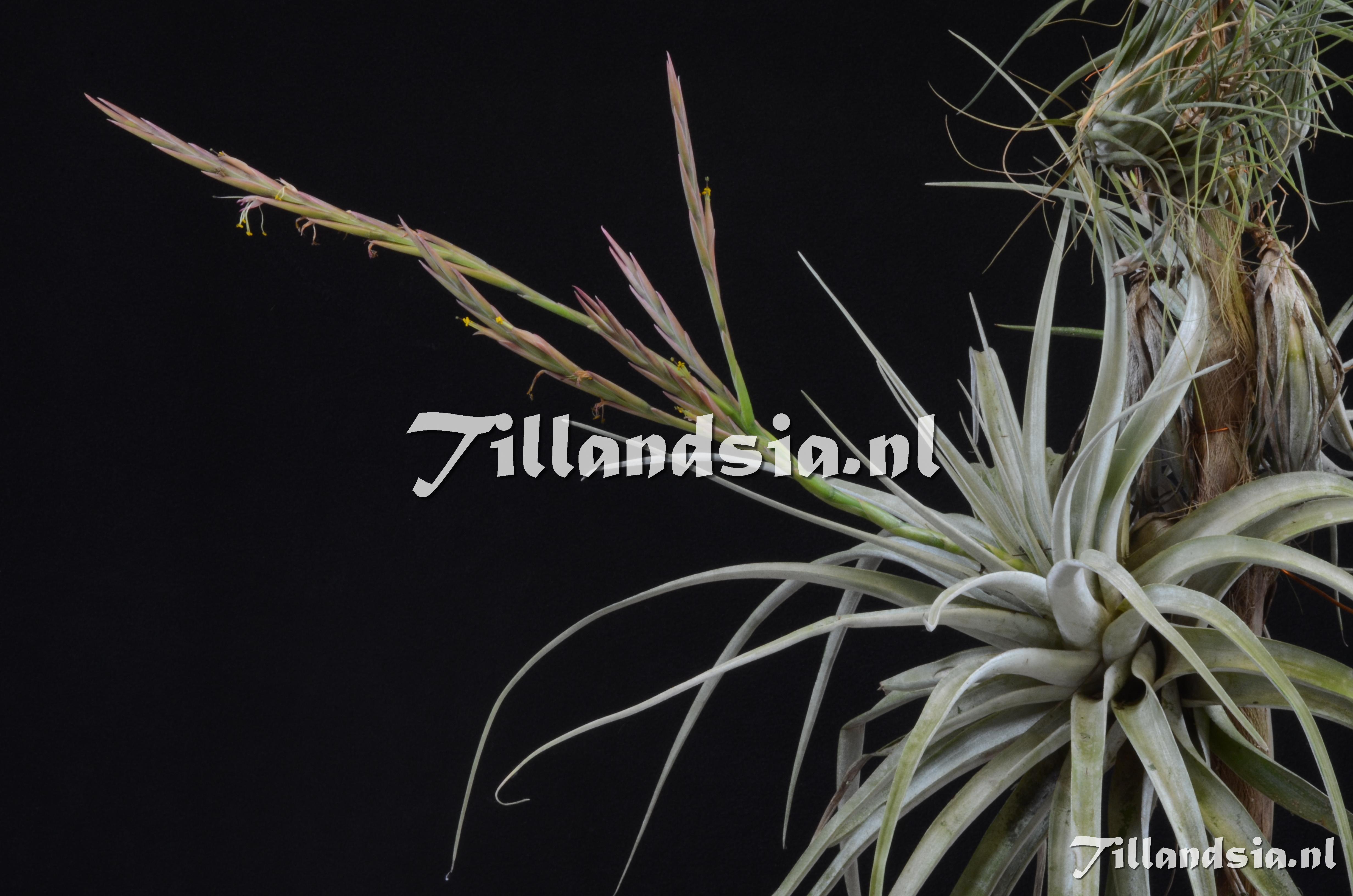 757 Tillandsia cereicola