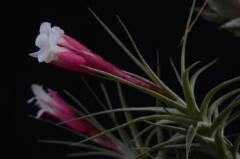 76 Tillandsia tenuifolia var. vaginata